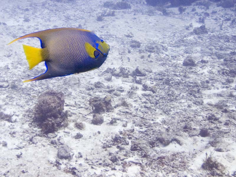 Reef Squid