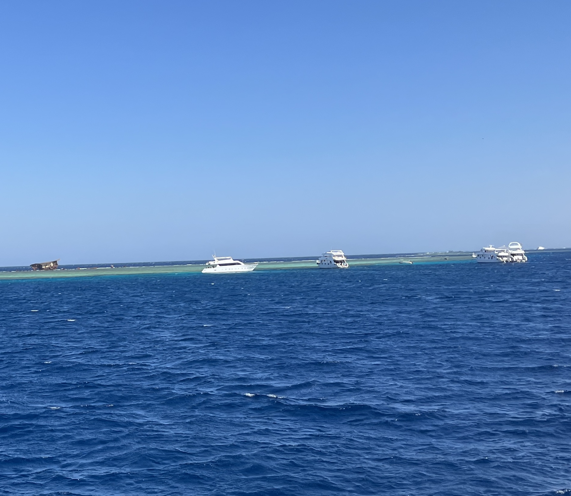 Reef visitors