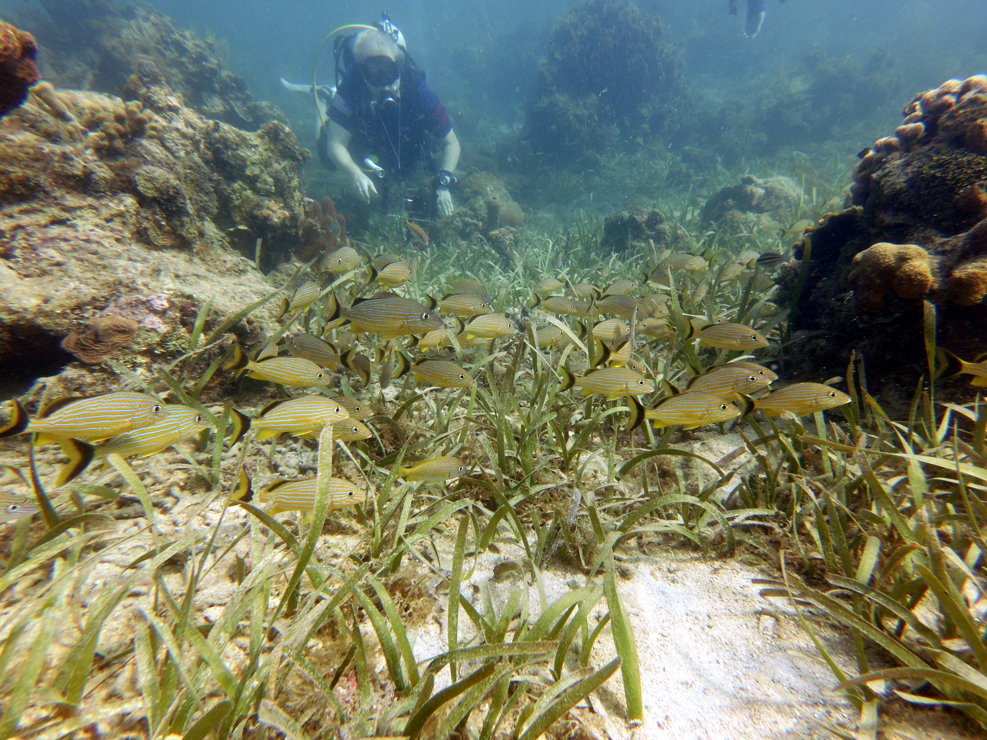 Reefhound cruising through the grass at Blue Channel
