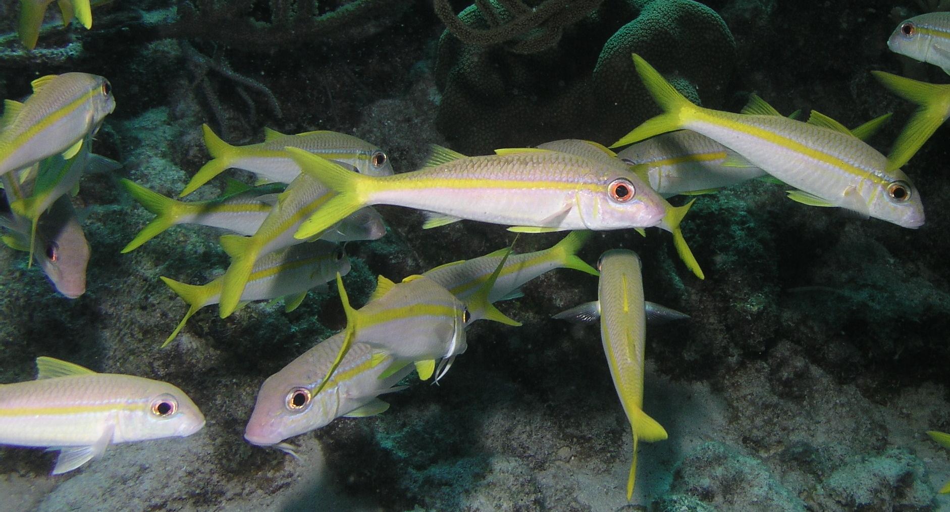 reefy