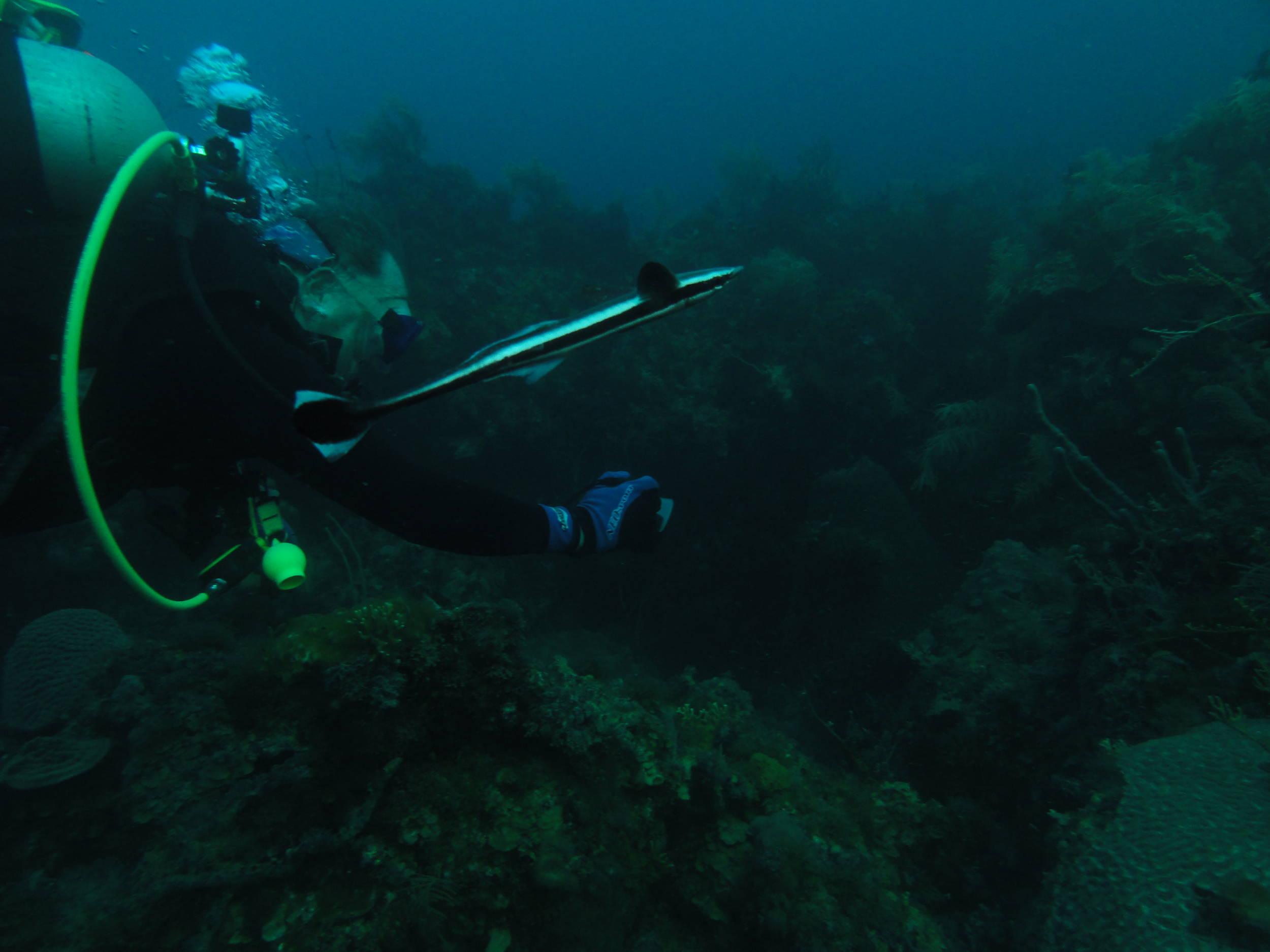 Remora or sucker
