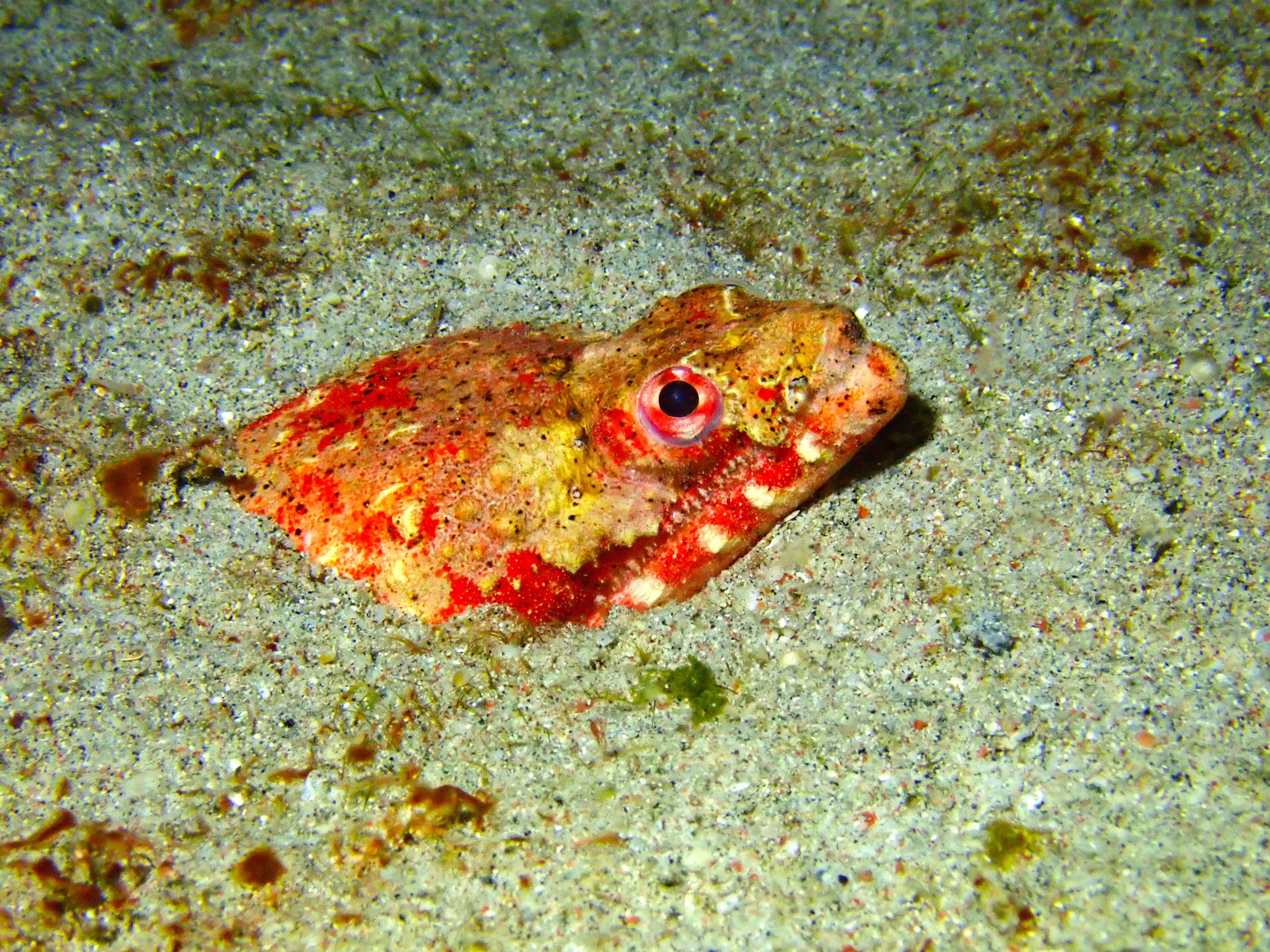 Reptilian Snake Eel