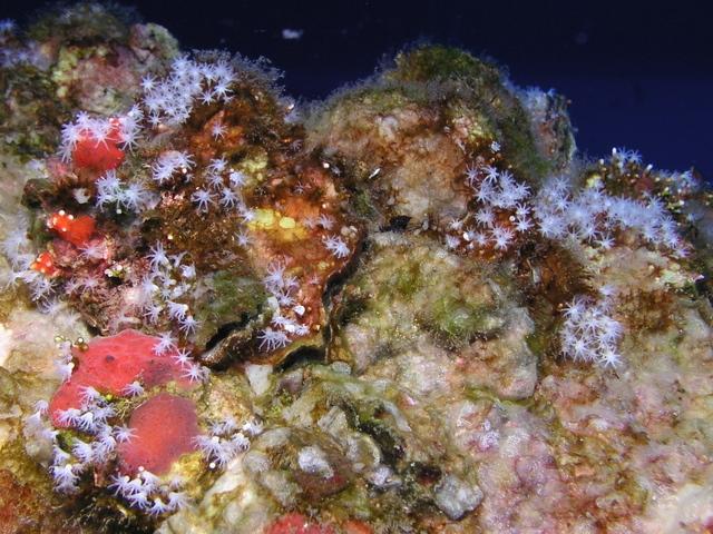 rig coral