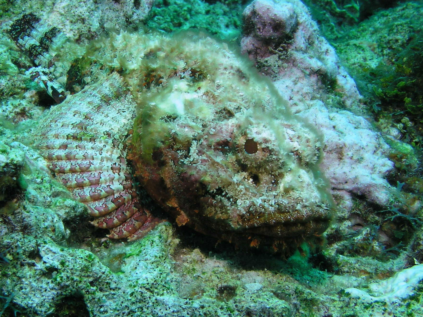 Roatan 2005 reupload