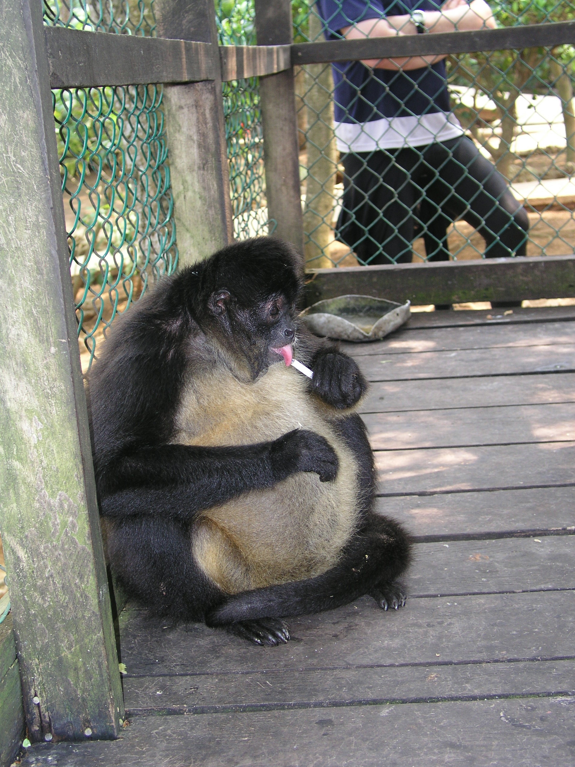 Roatan 2005 reupload