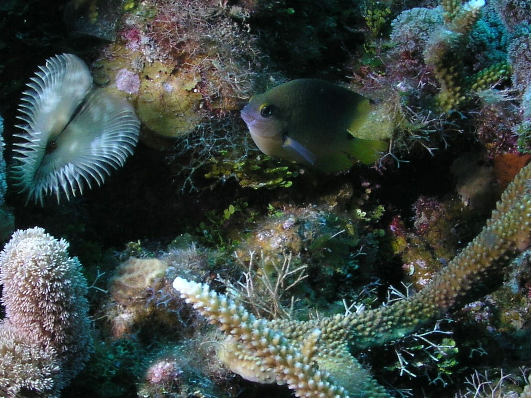 Roatan 2005 reupload