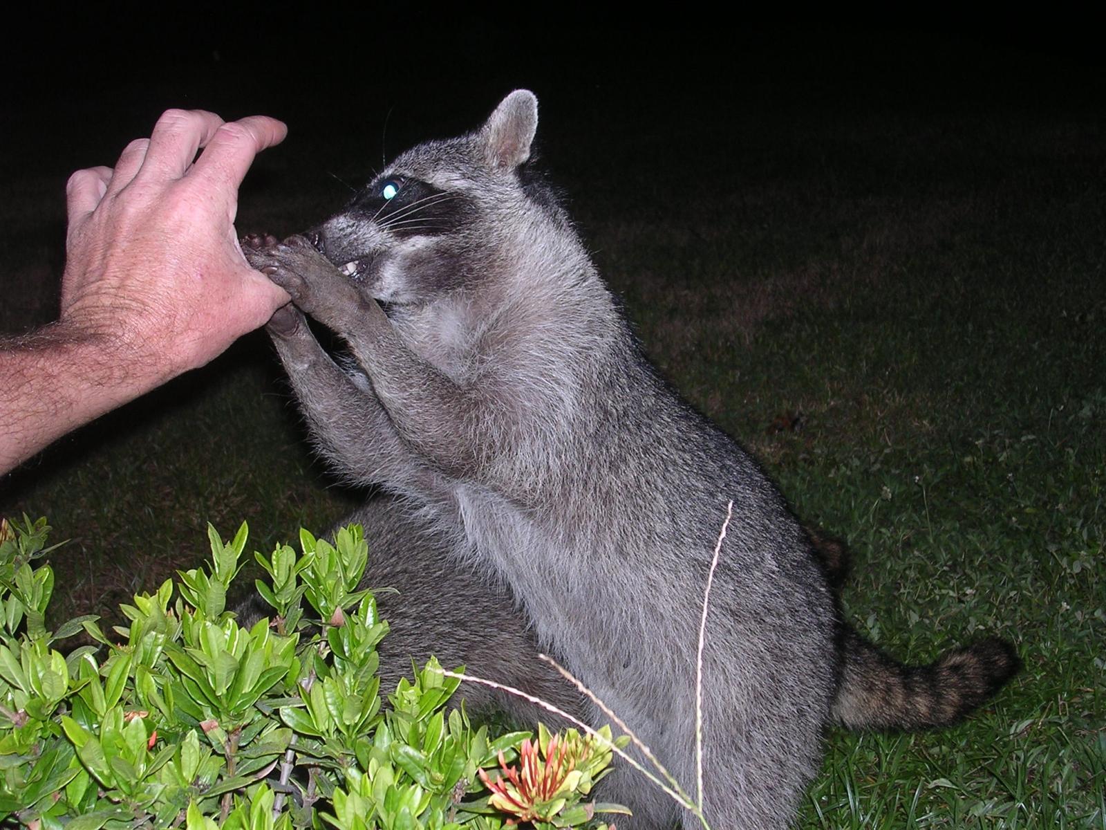 Rocky feeding Racoon