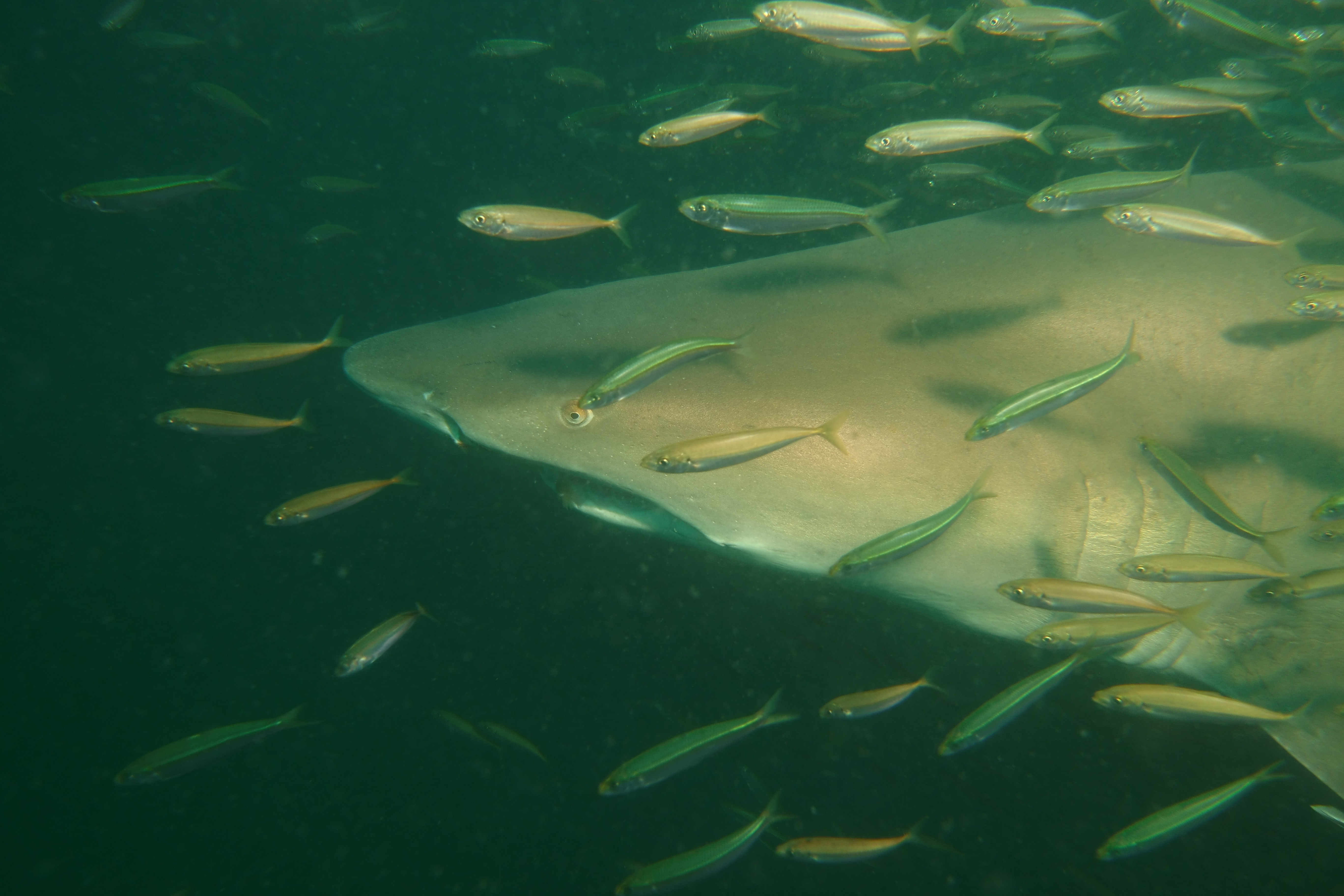 Sand Tiger shark below thermocline on Caribsea
