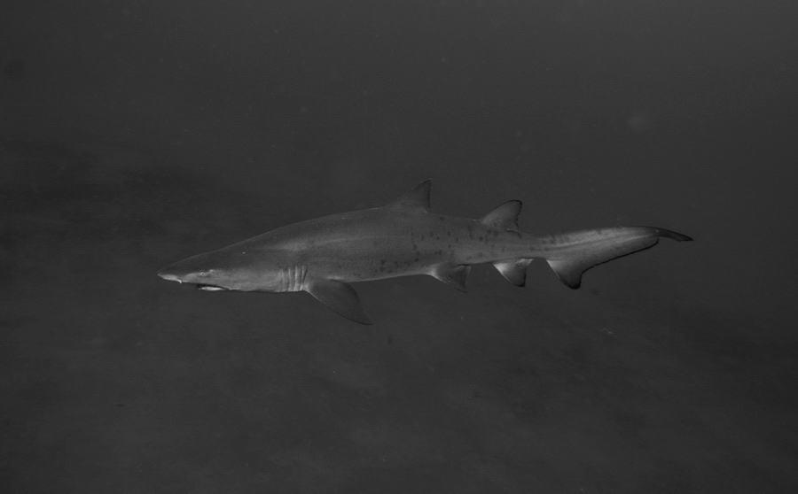 Sand Tiger