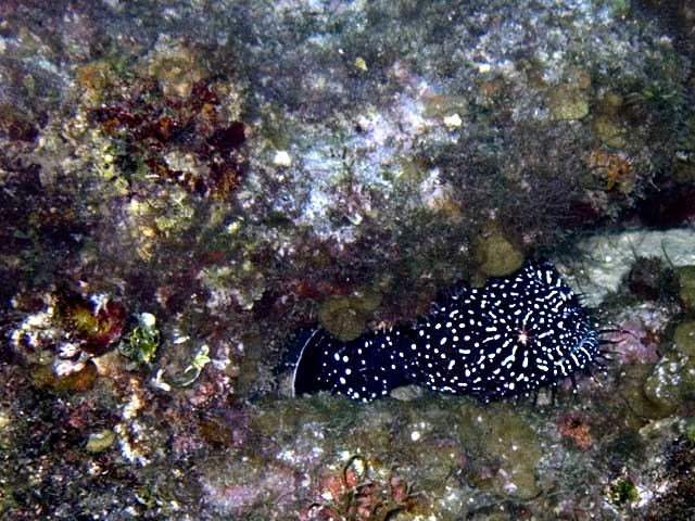 Sand tilefish
