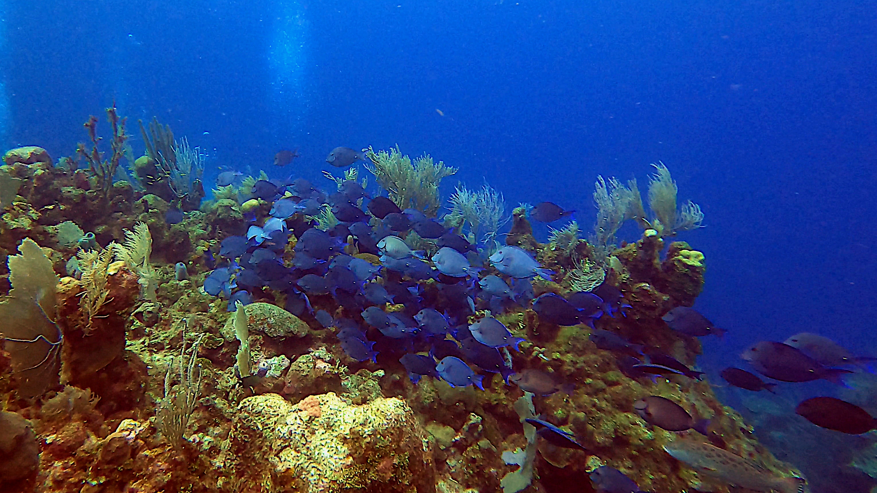 School of blue tang