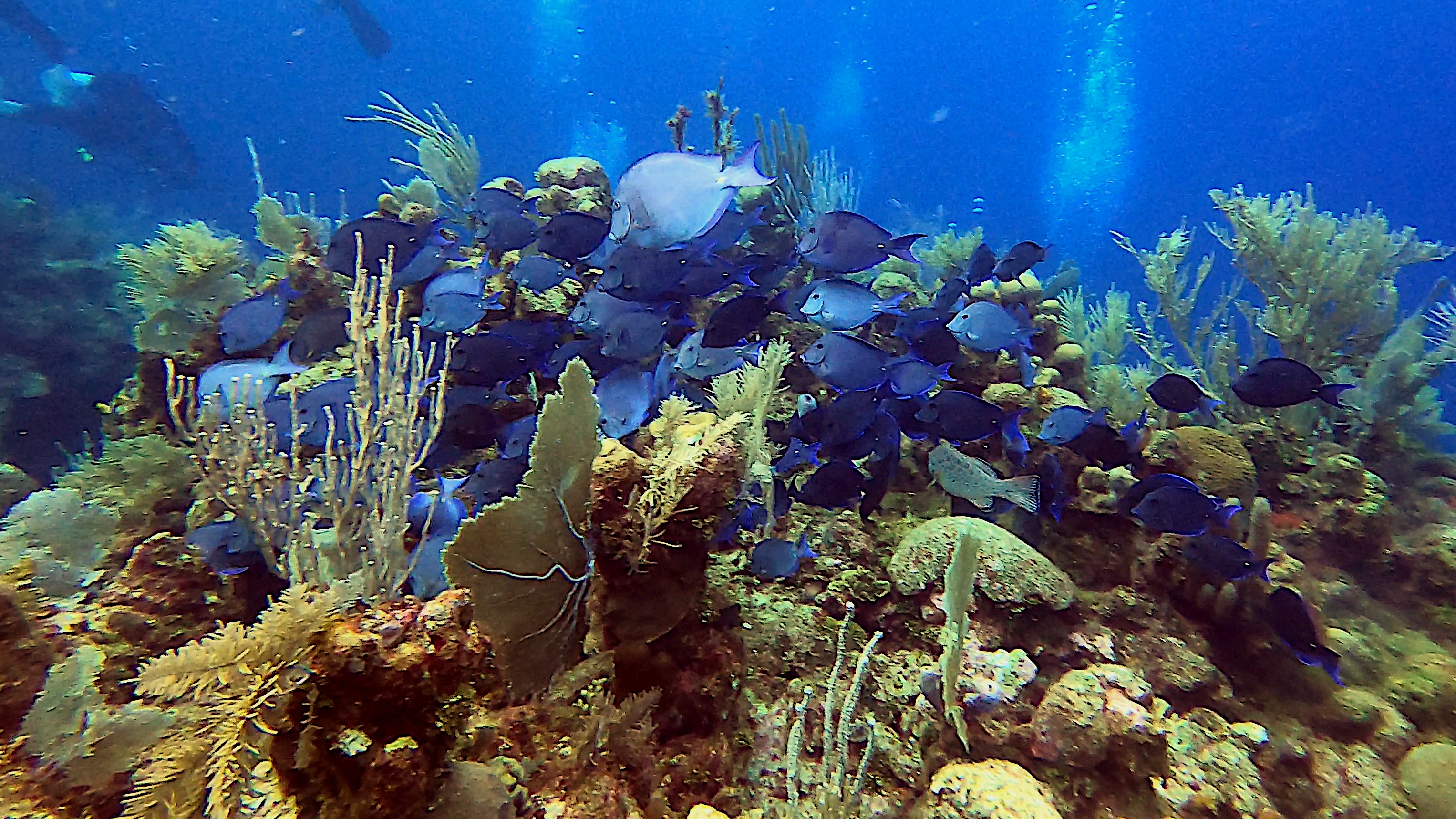 School of blue tang
