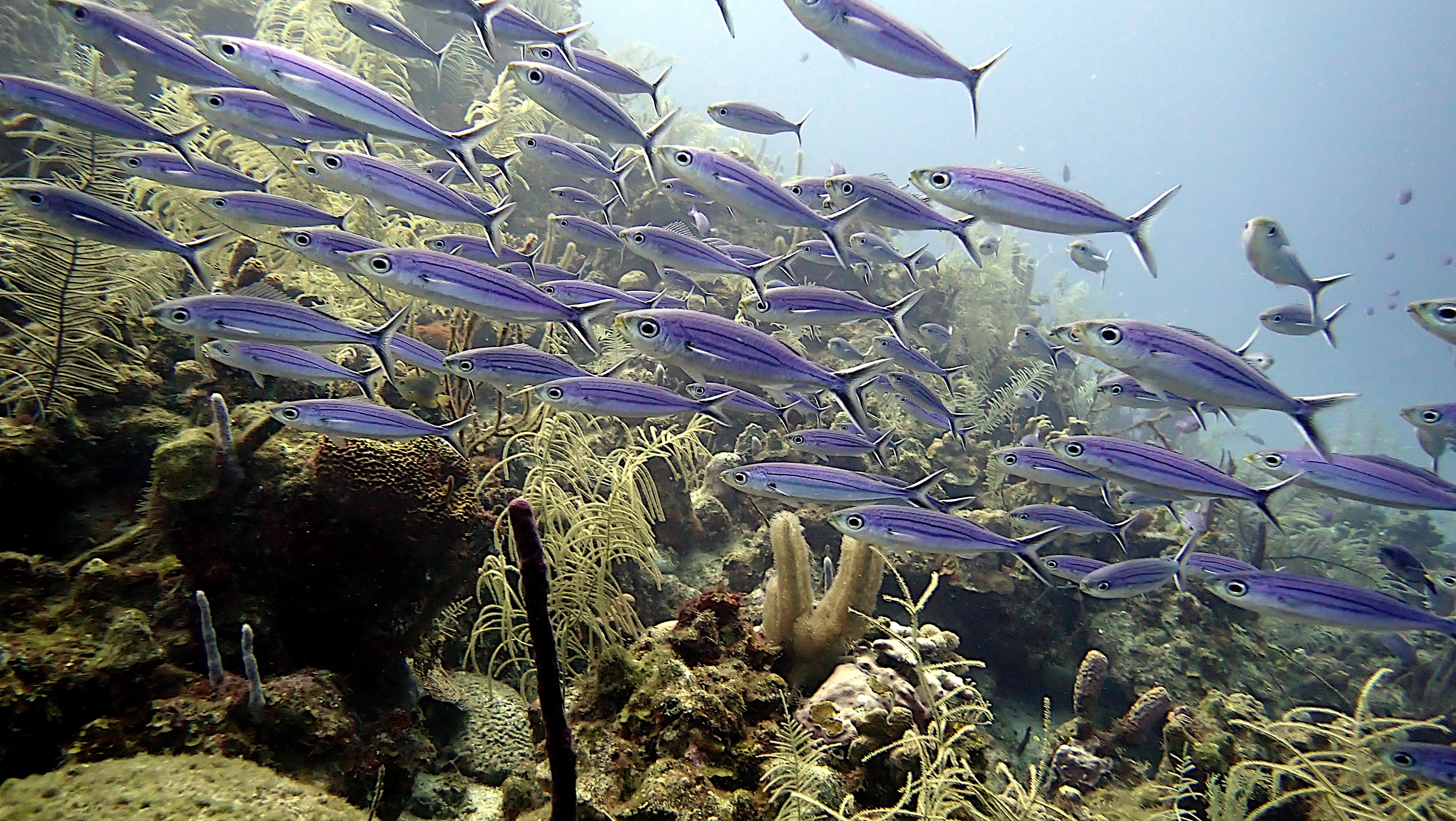 School of boga