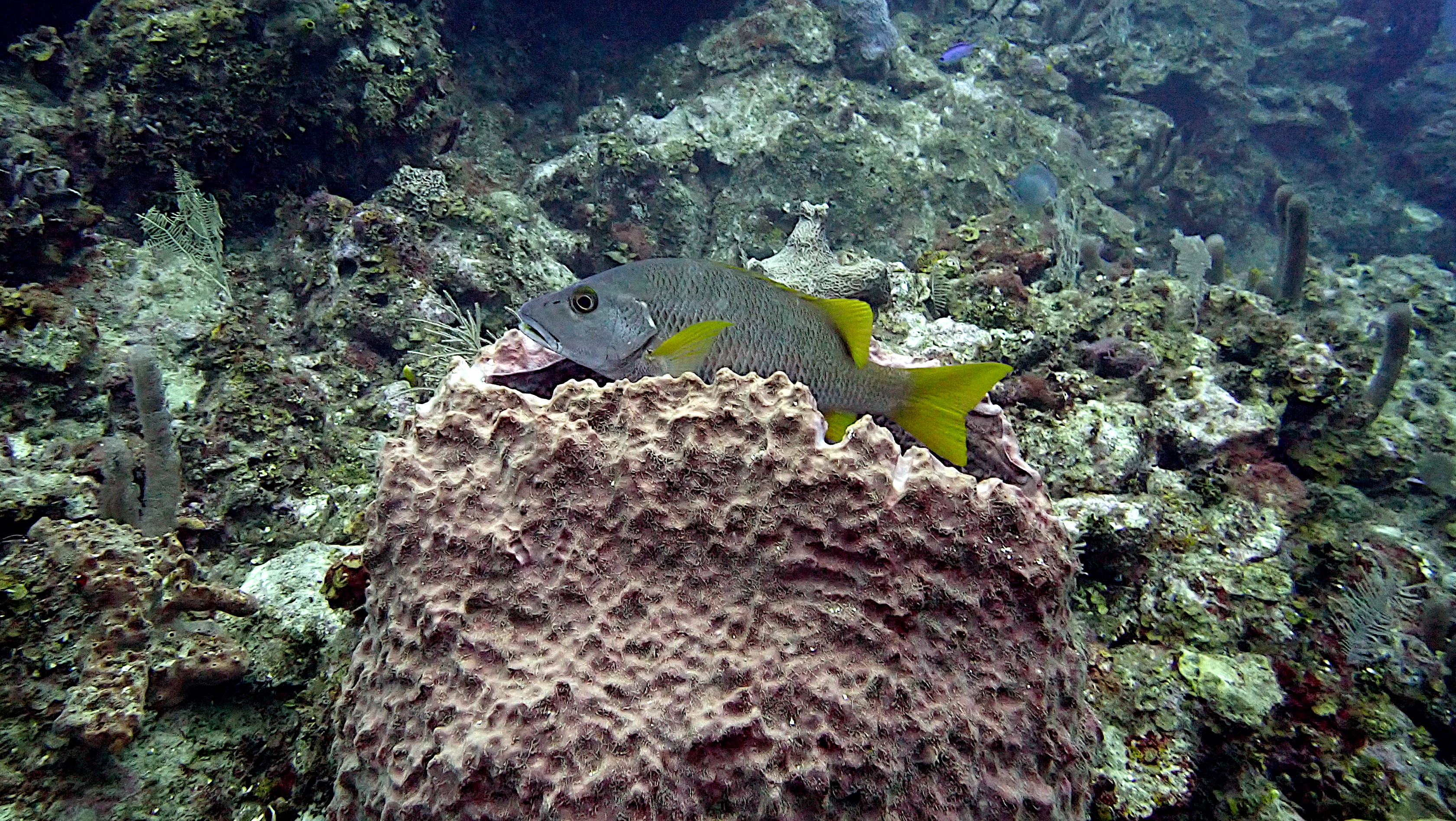 Schoolmaster in barrel sponge