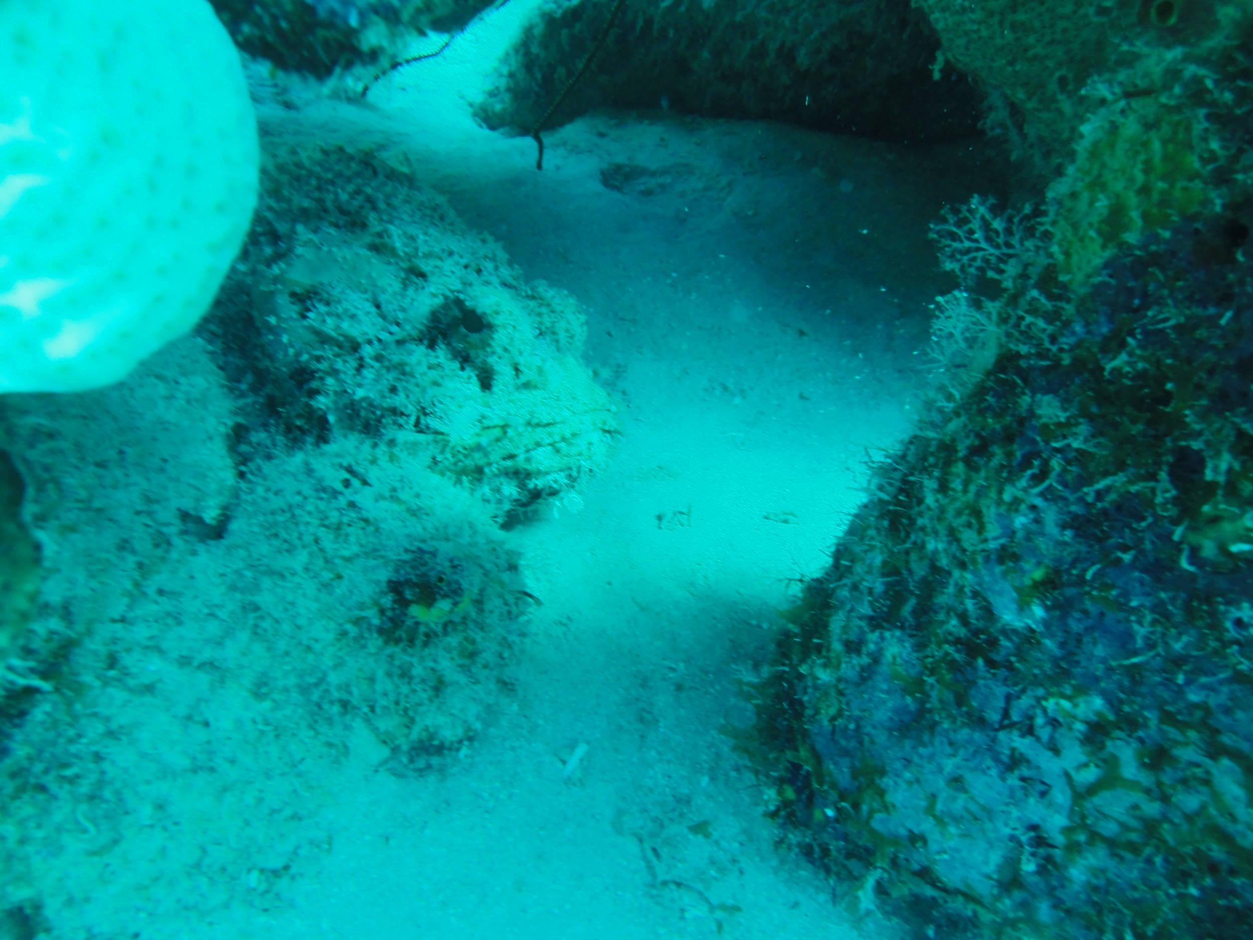 Scorpion Fish