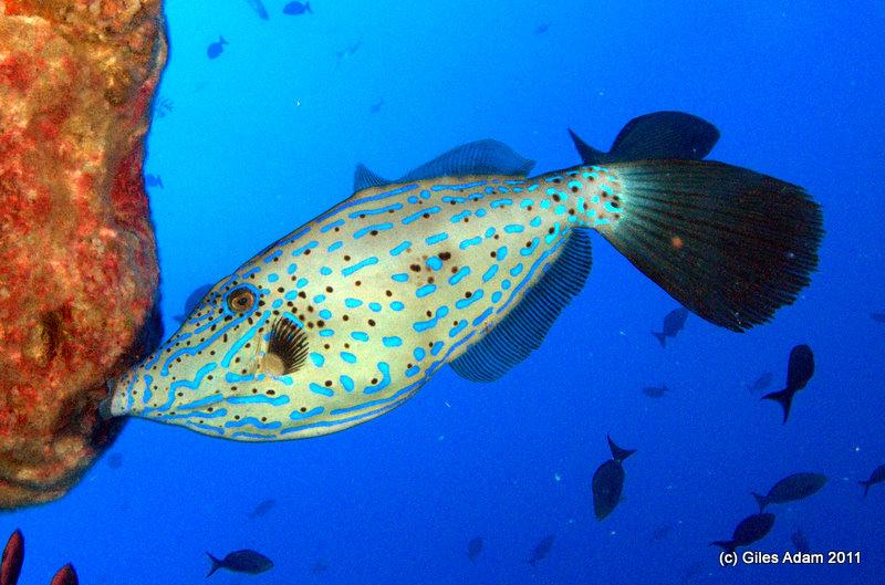 Scrawled Filefish