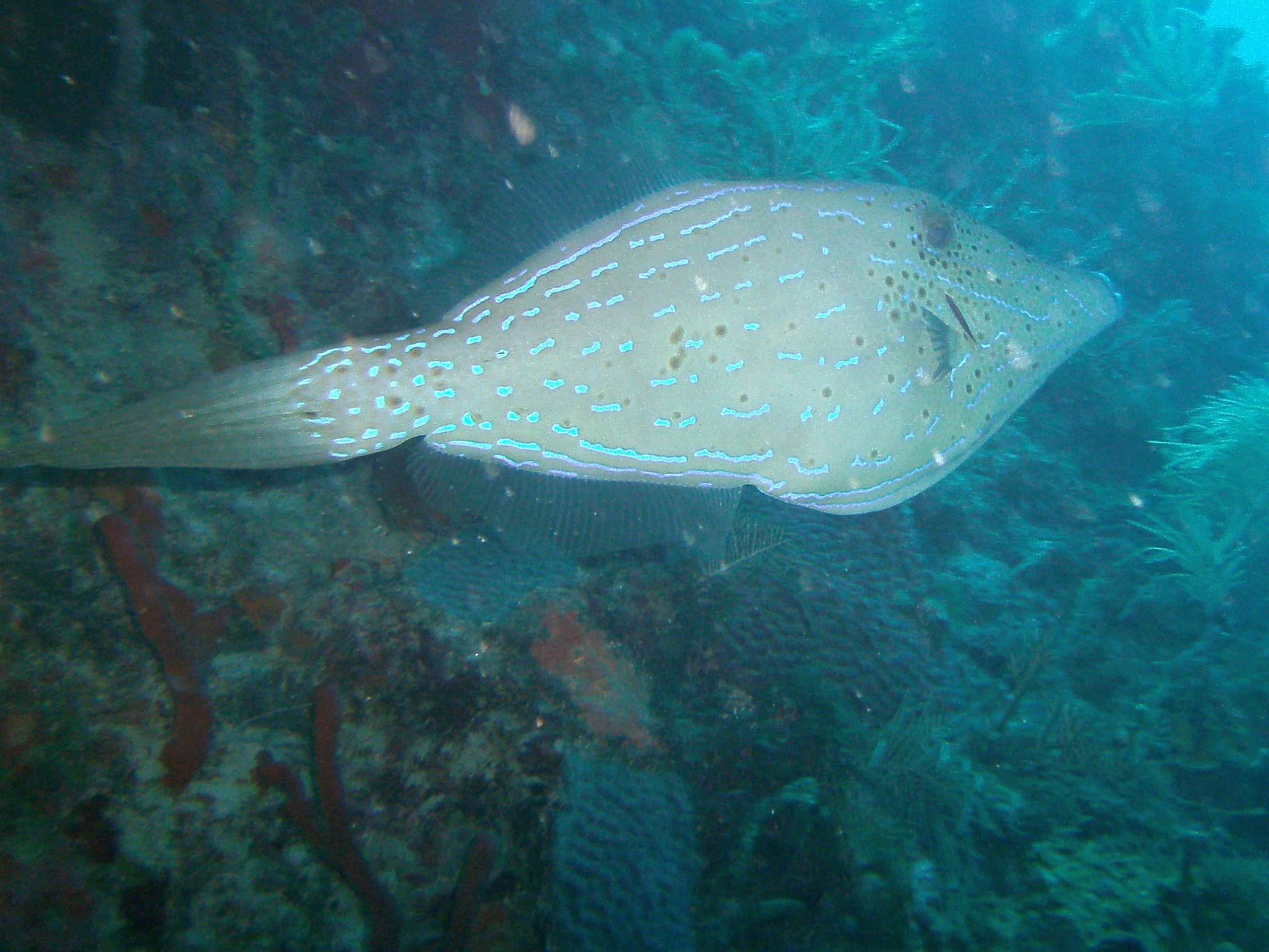 Scrawled filefish