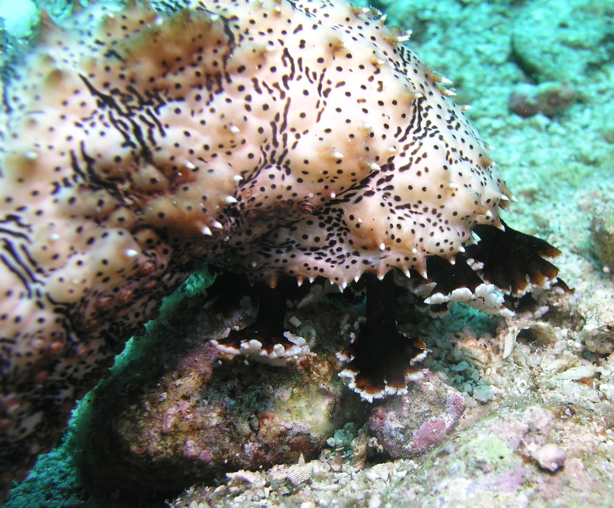 sea cucumber in motion