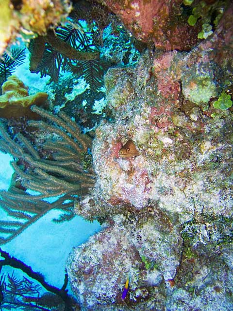 Sea cucumber :)
