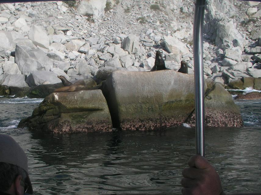 Sea lions