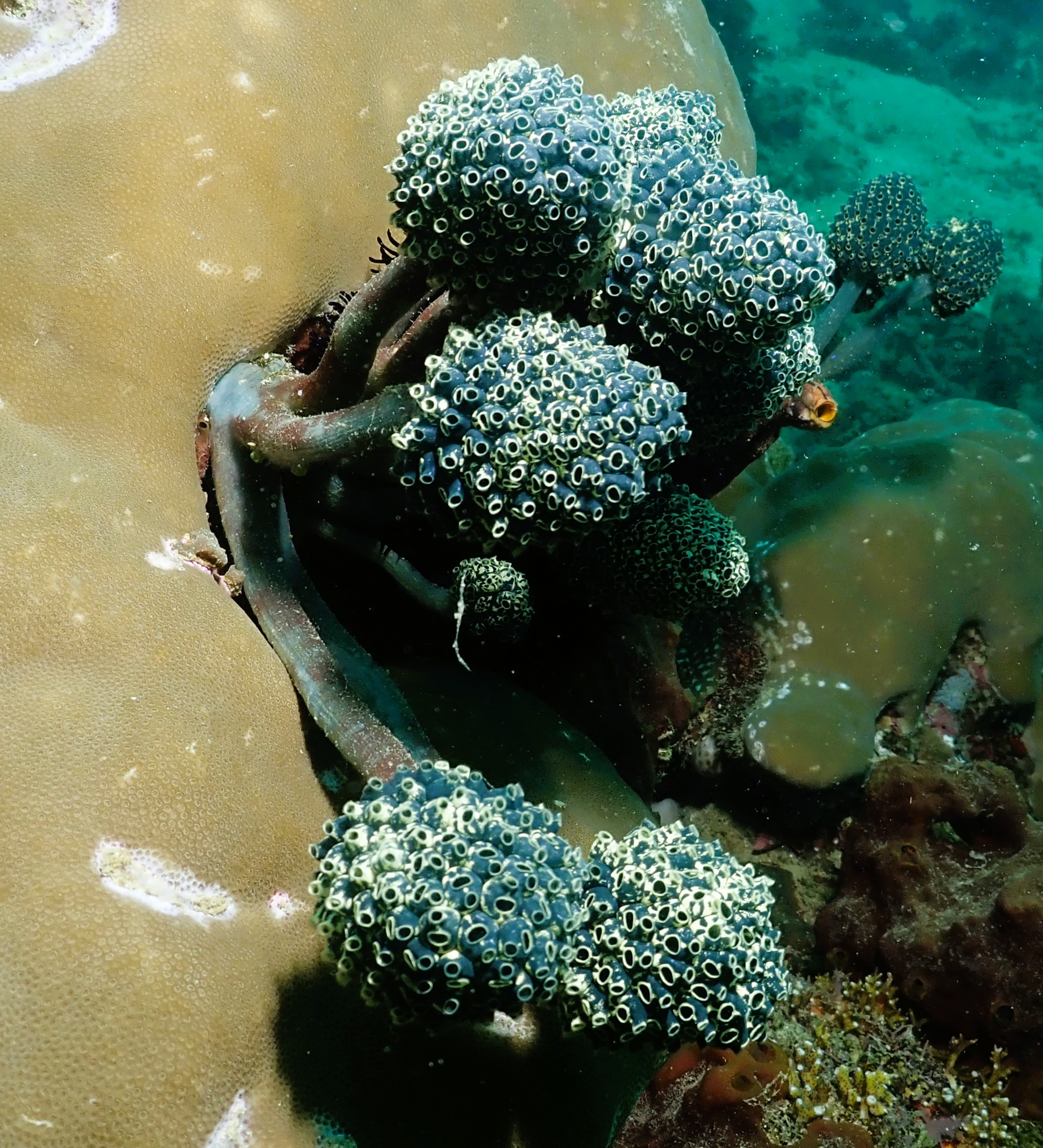 Sea shrooms