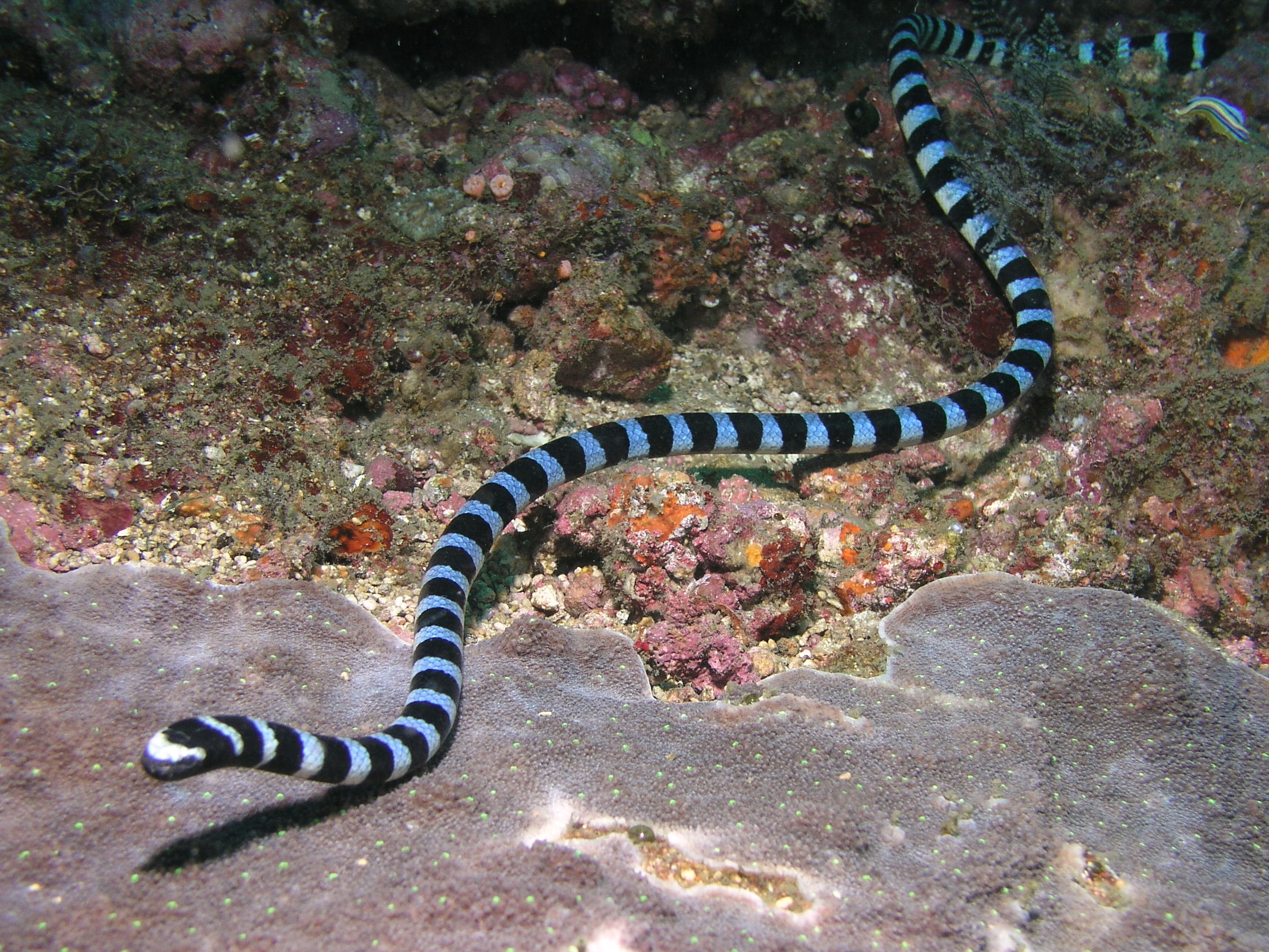Sea snake