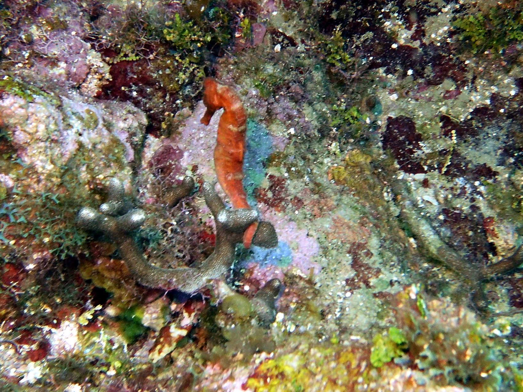 Seahorse! I refuse to choose between pictures of a seahorse, so you get both of them