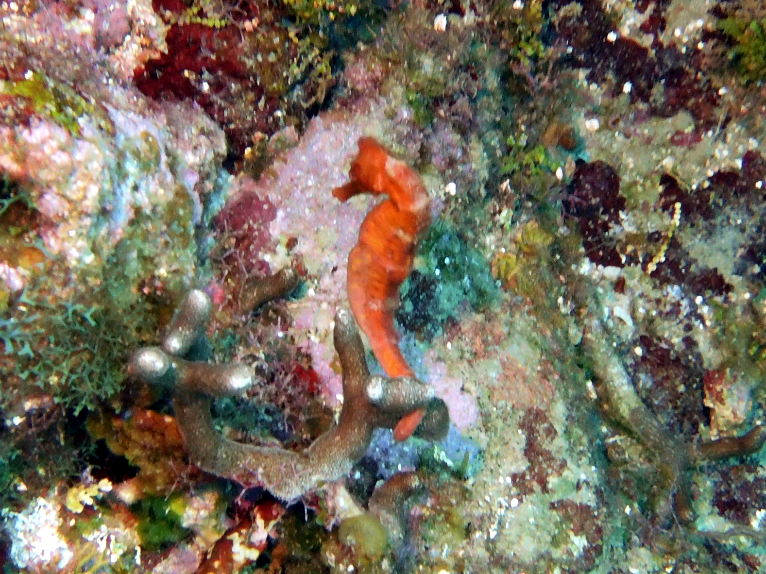 Seahorse!