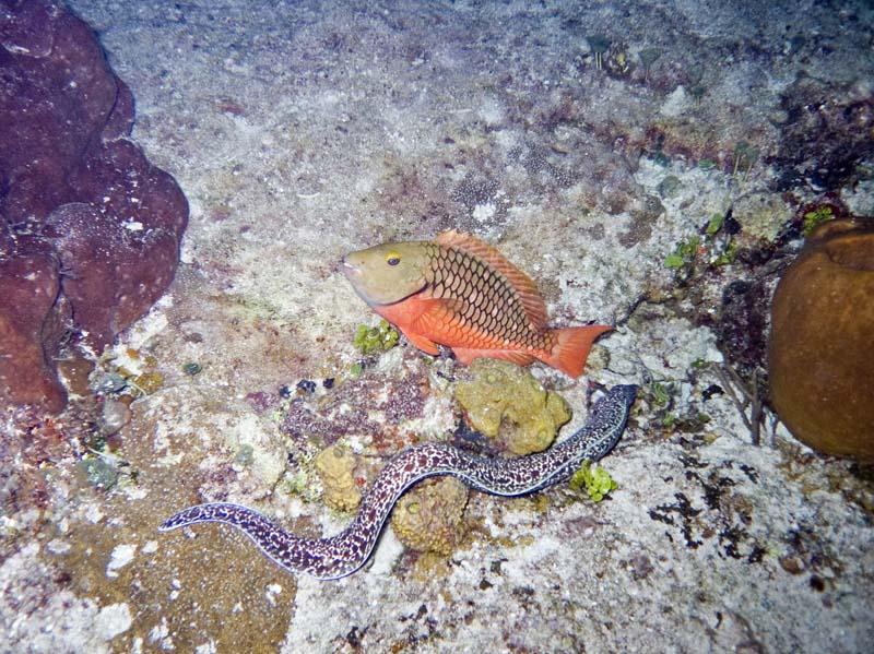 Seahorse
