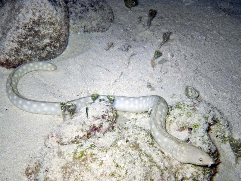 Seahorse