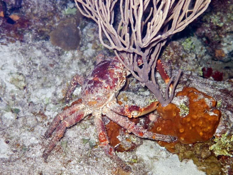 Seahorse