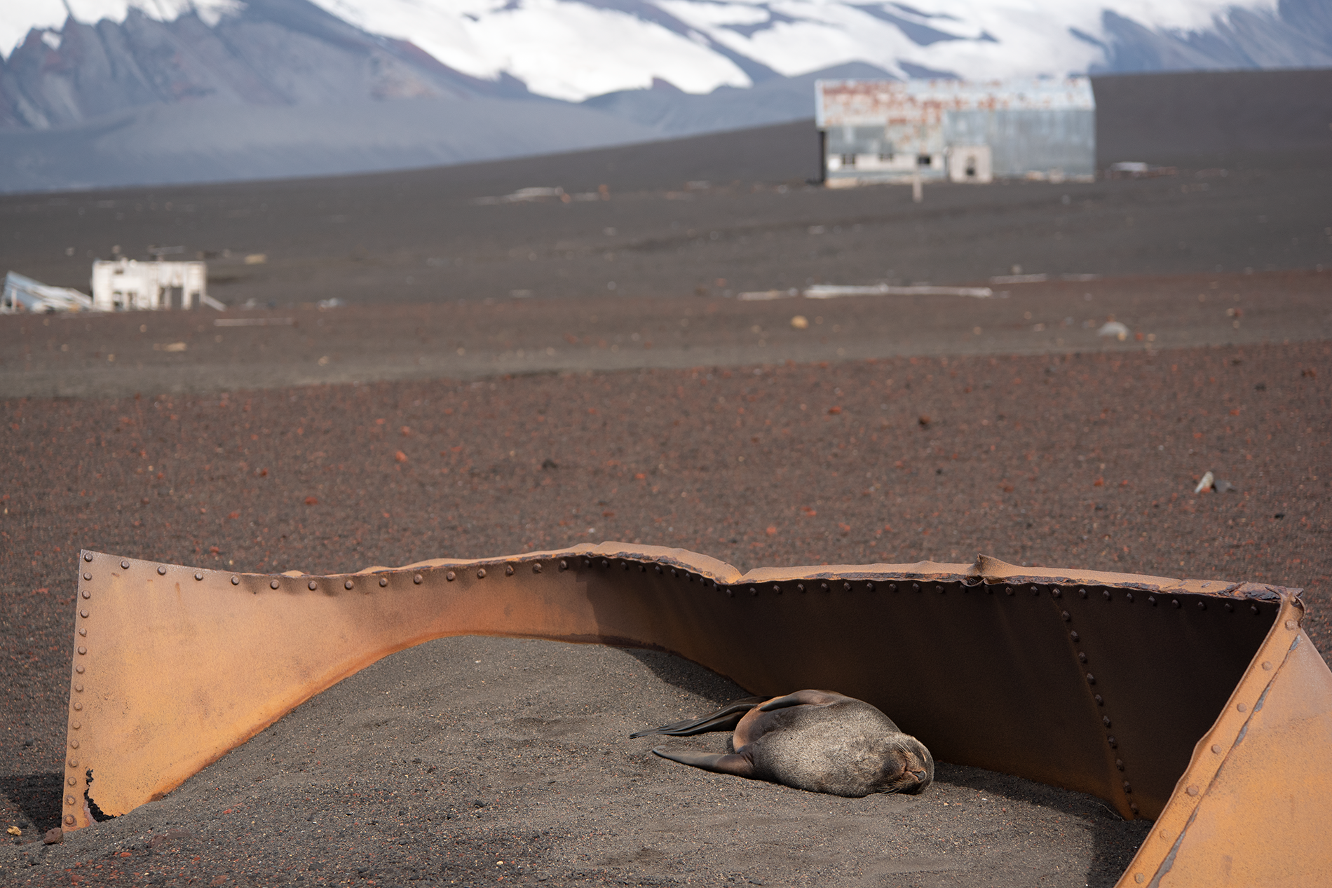 Seal on Deception Island
