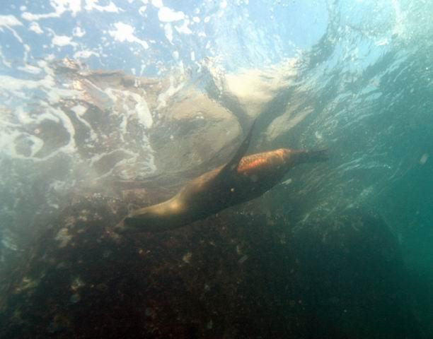 Sealion