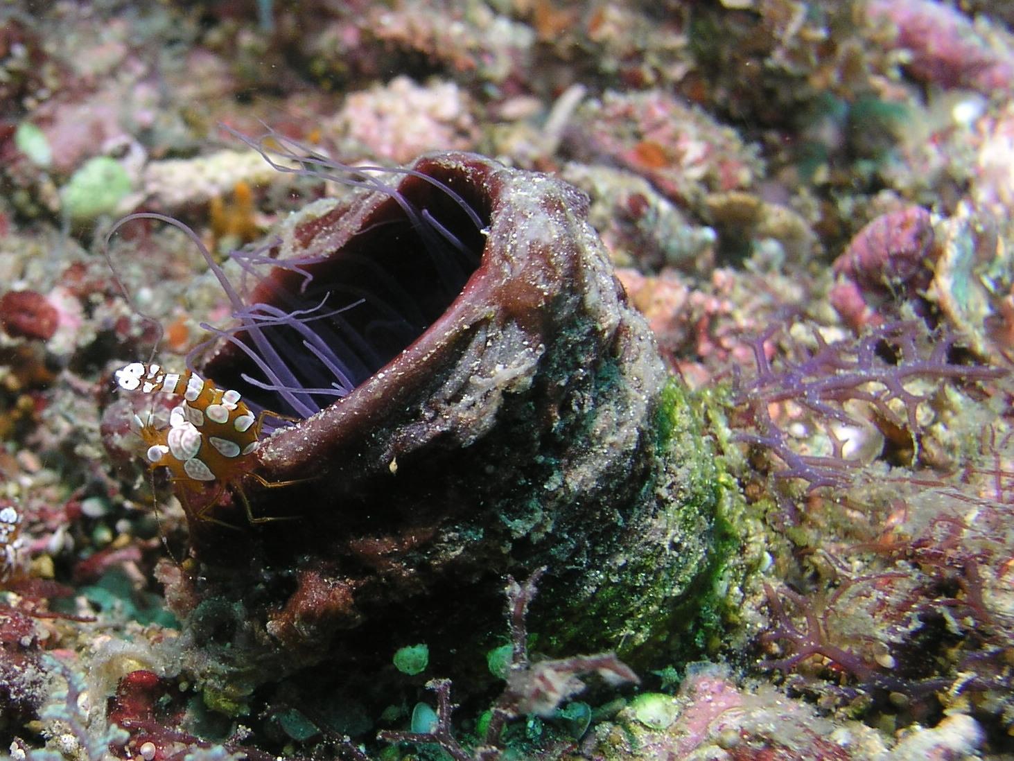 sexy shimp