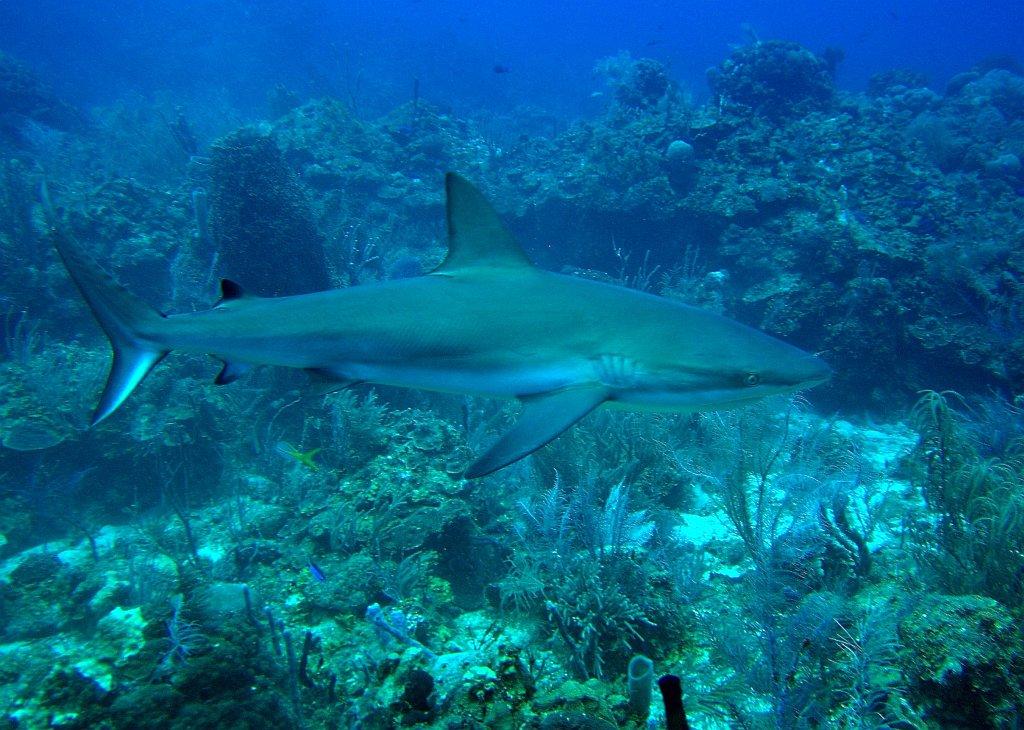 Shark Island