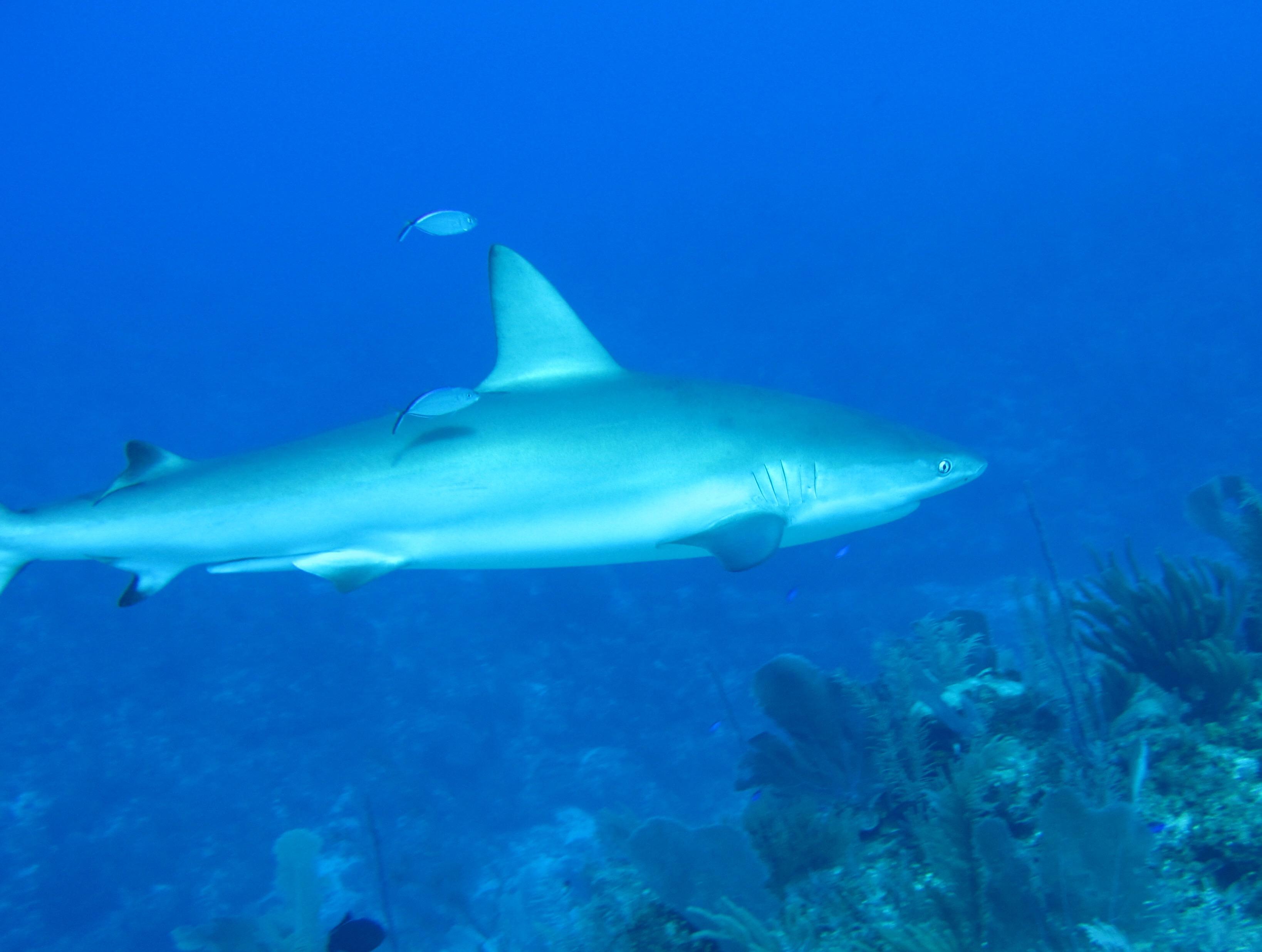 Shark passing