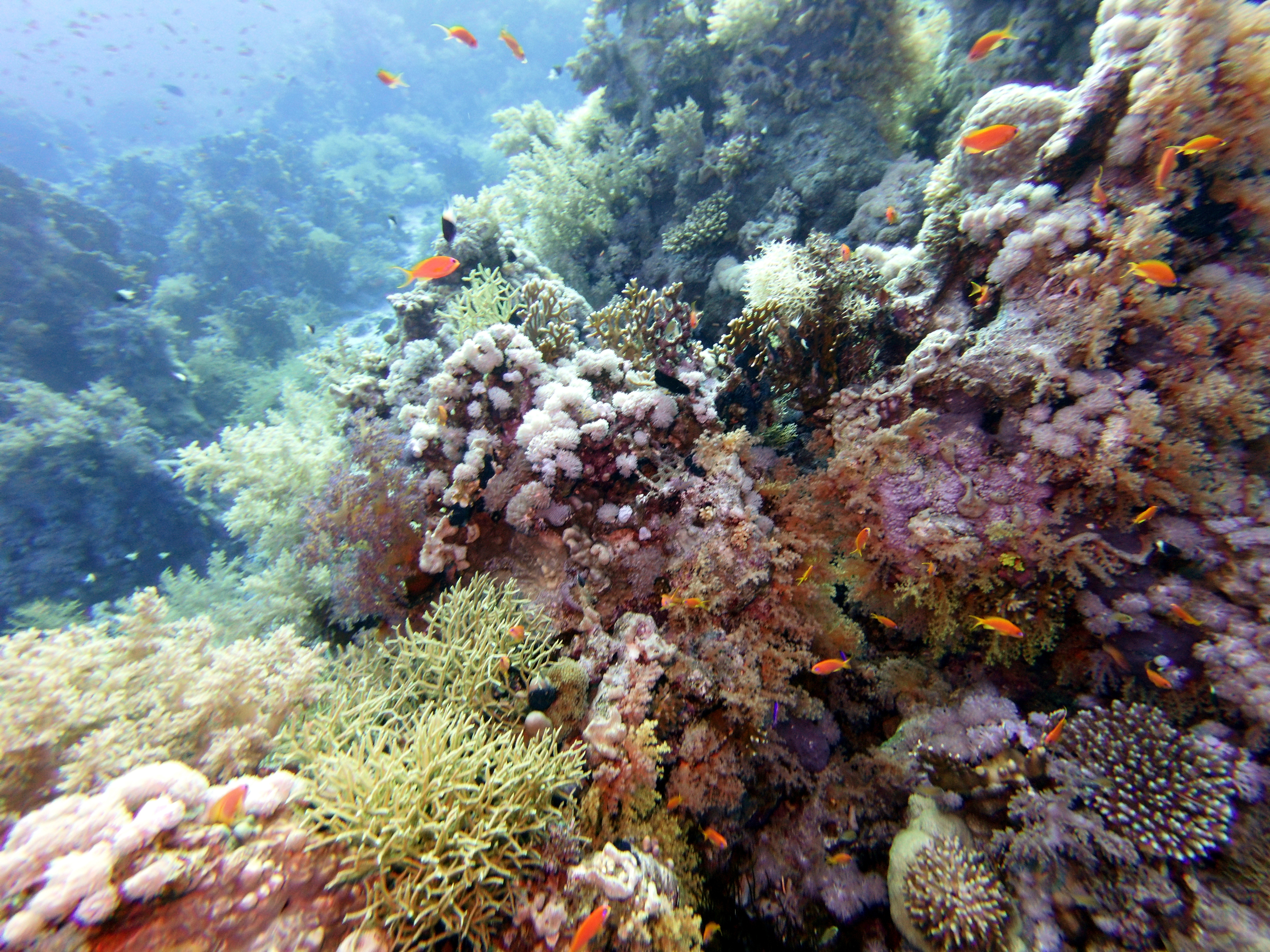 Shark Reef