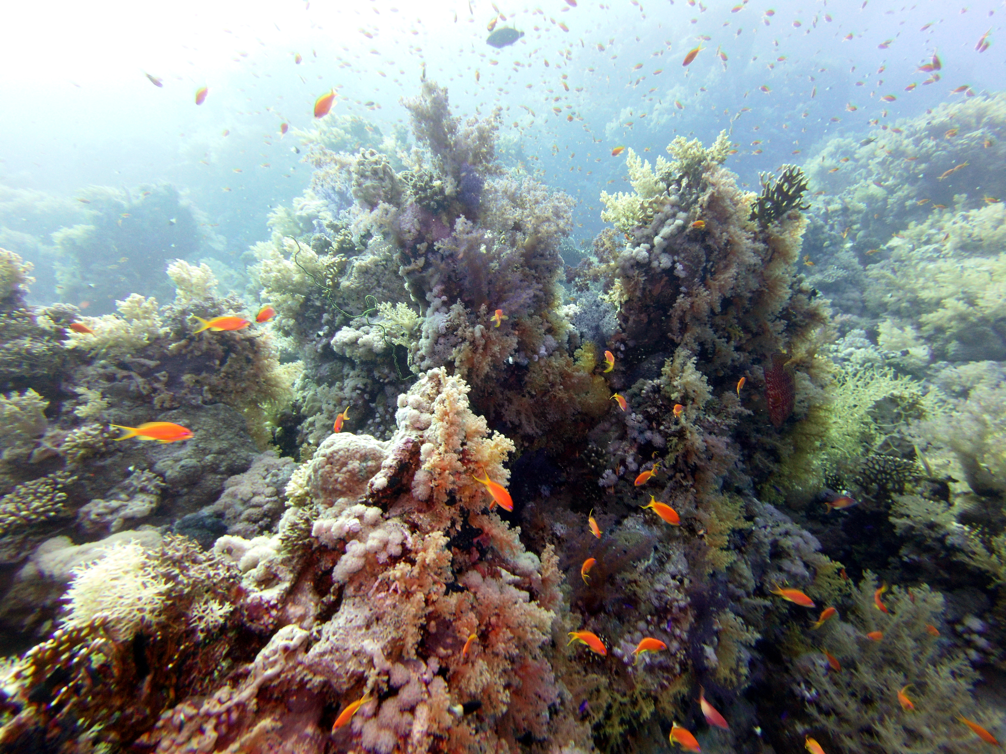 Shark Reef