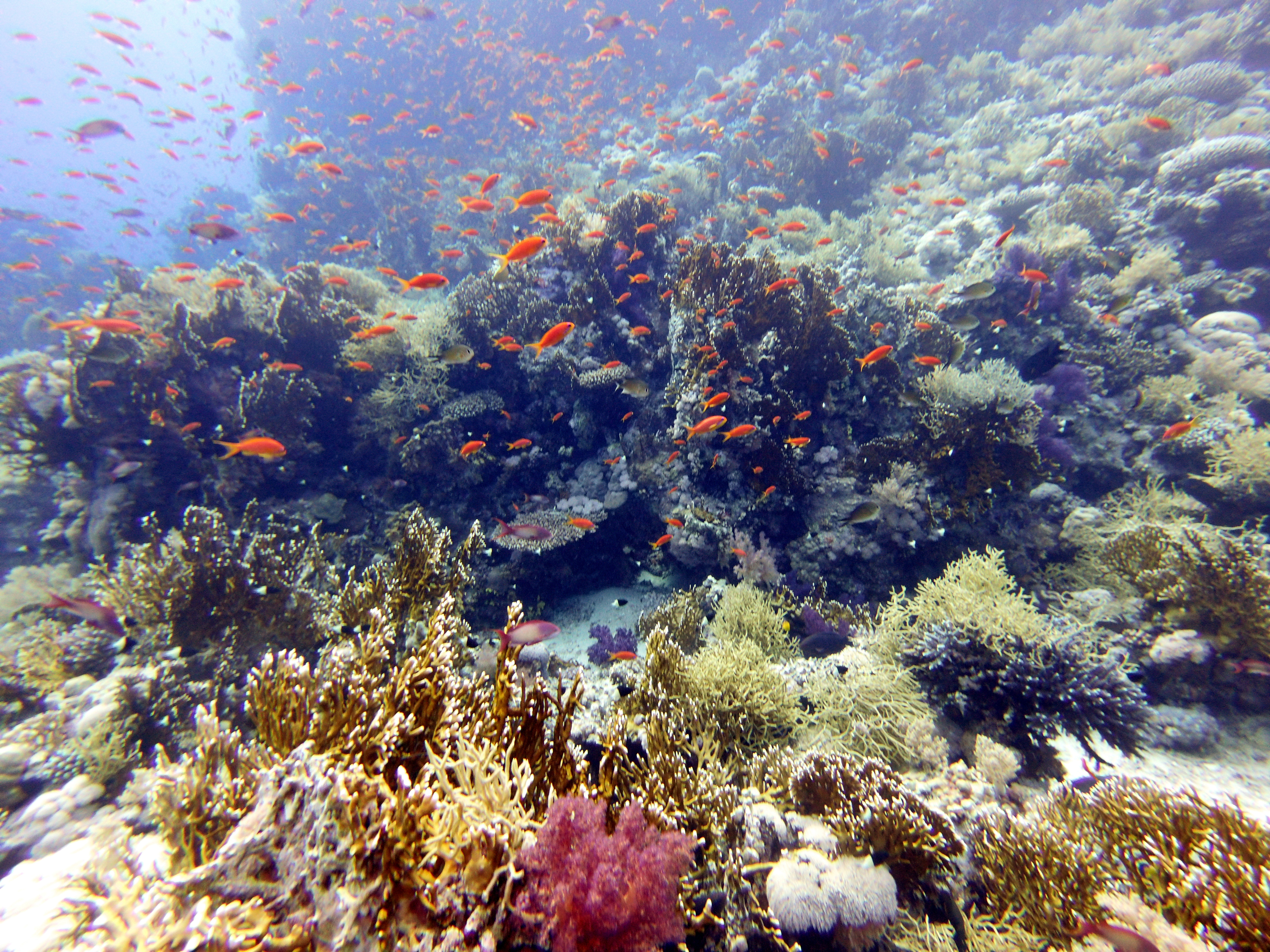 Shark Reef