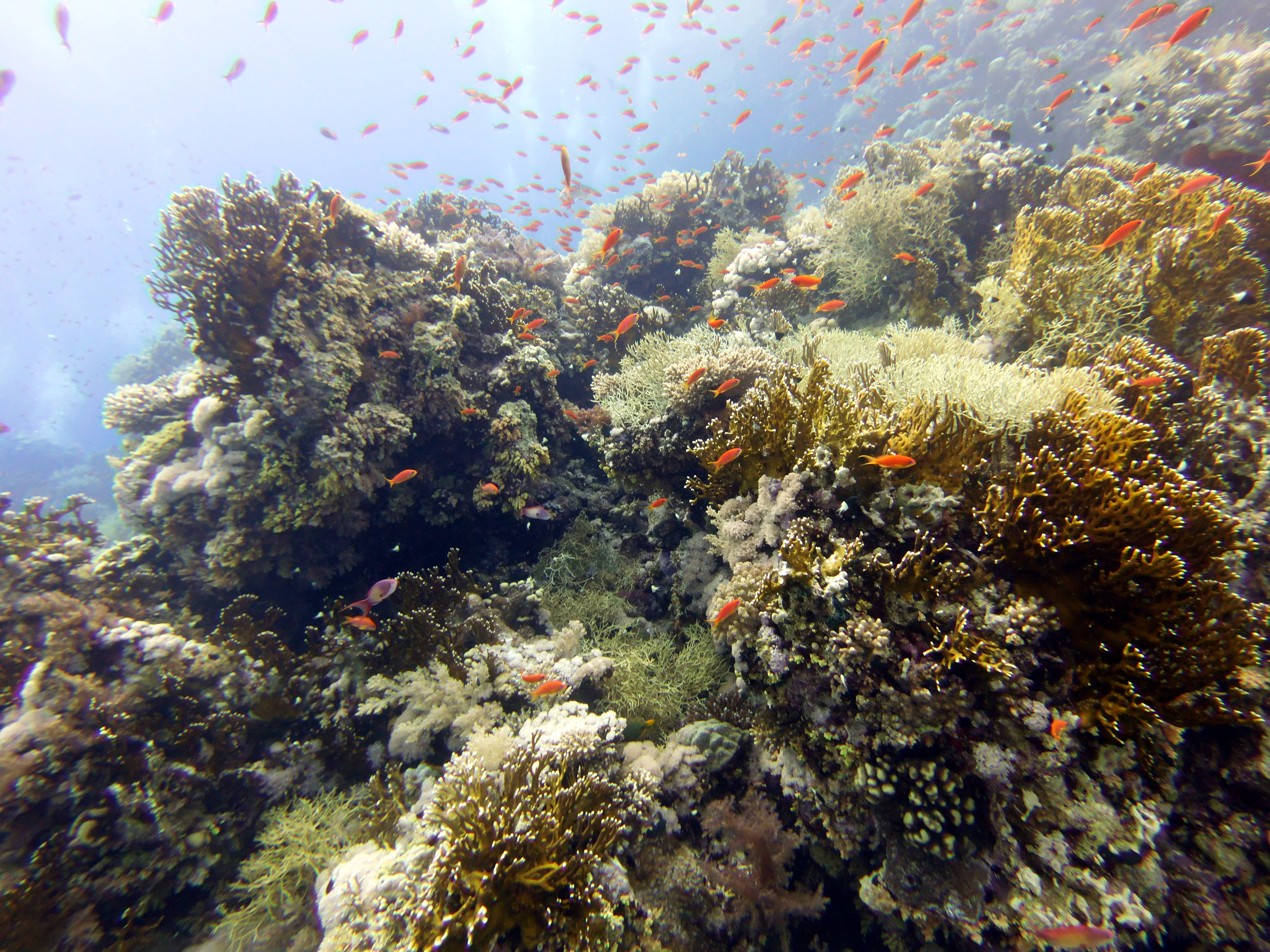 Shark Reef