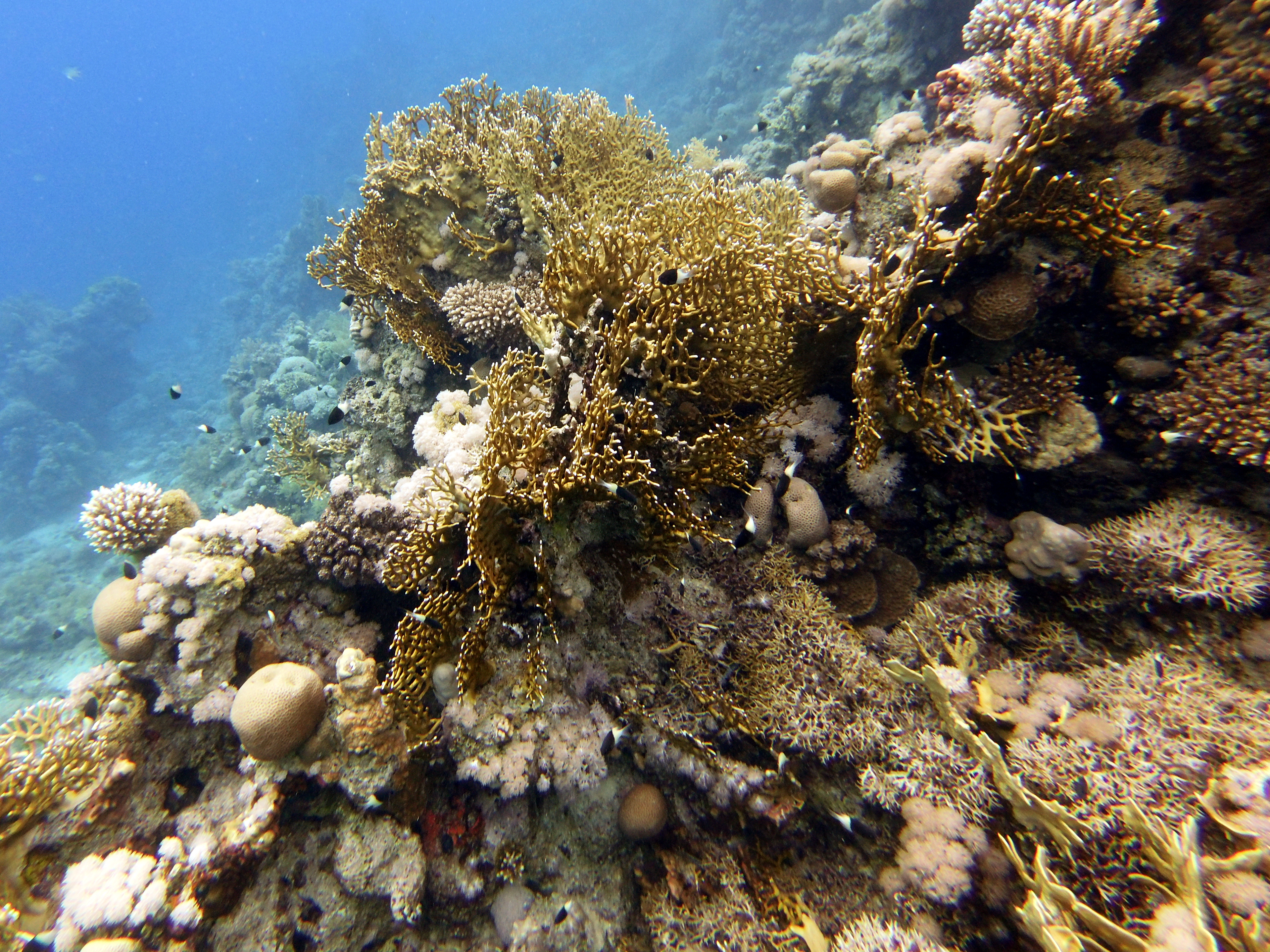 Shark Reef