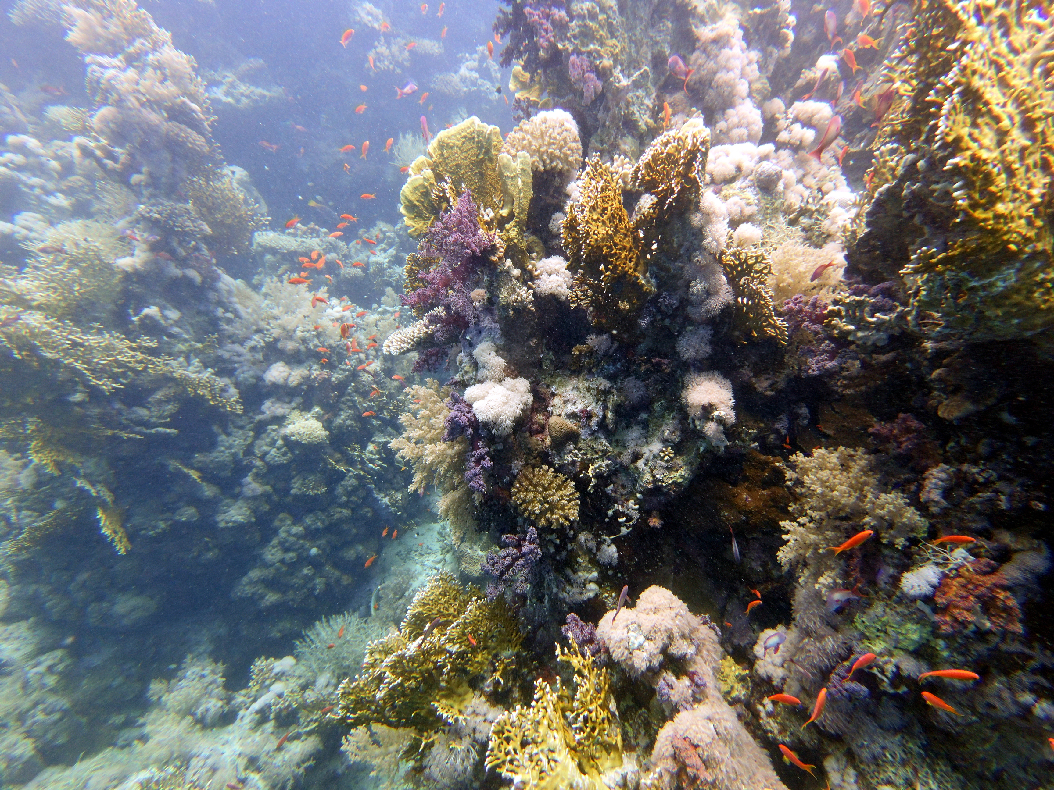Shark Reef