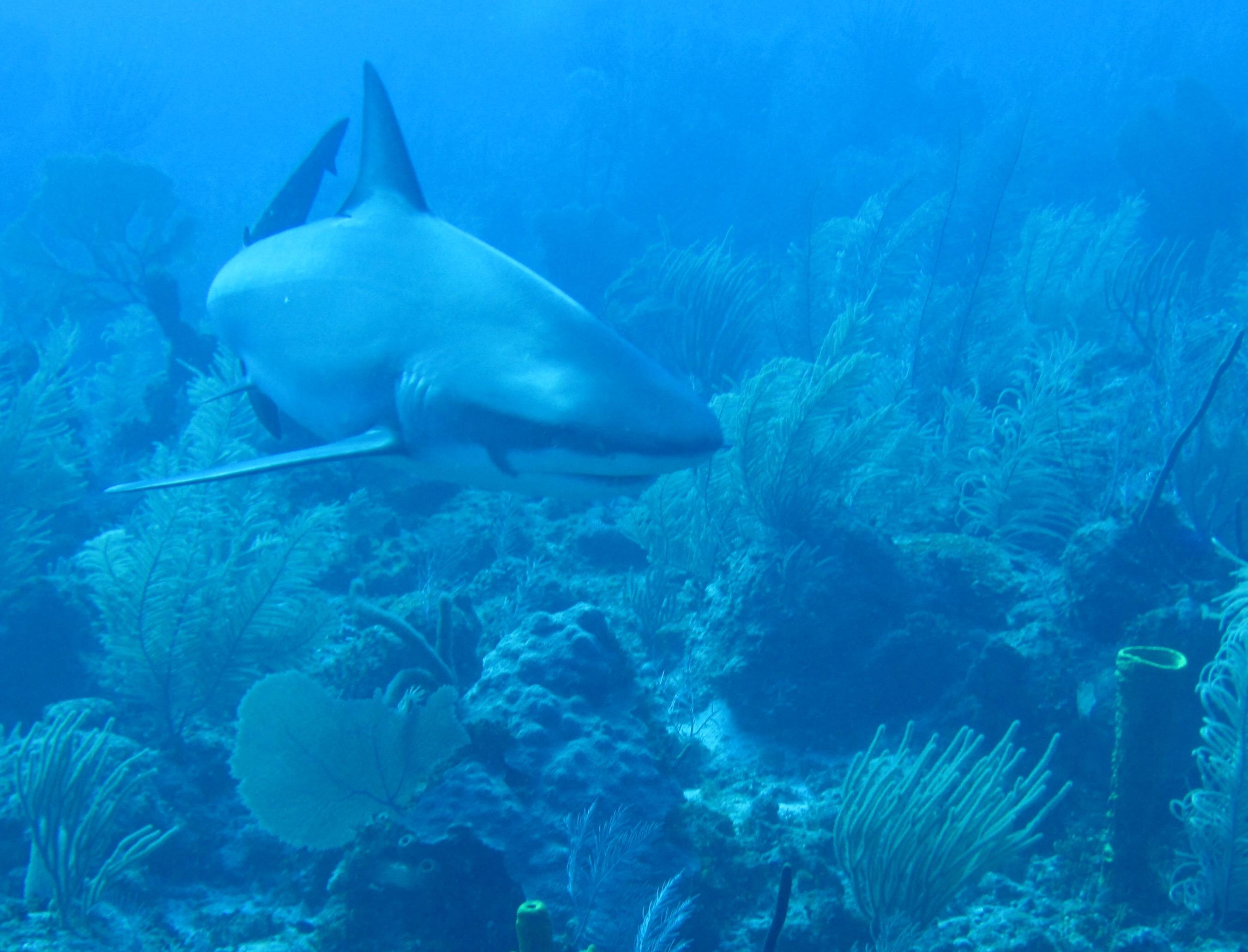 Shark Visit 2