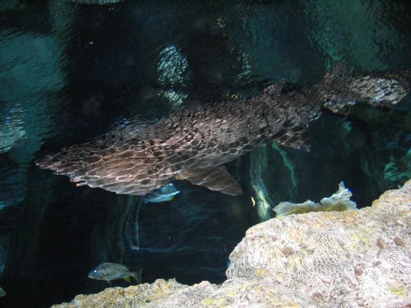 Shark