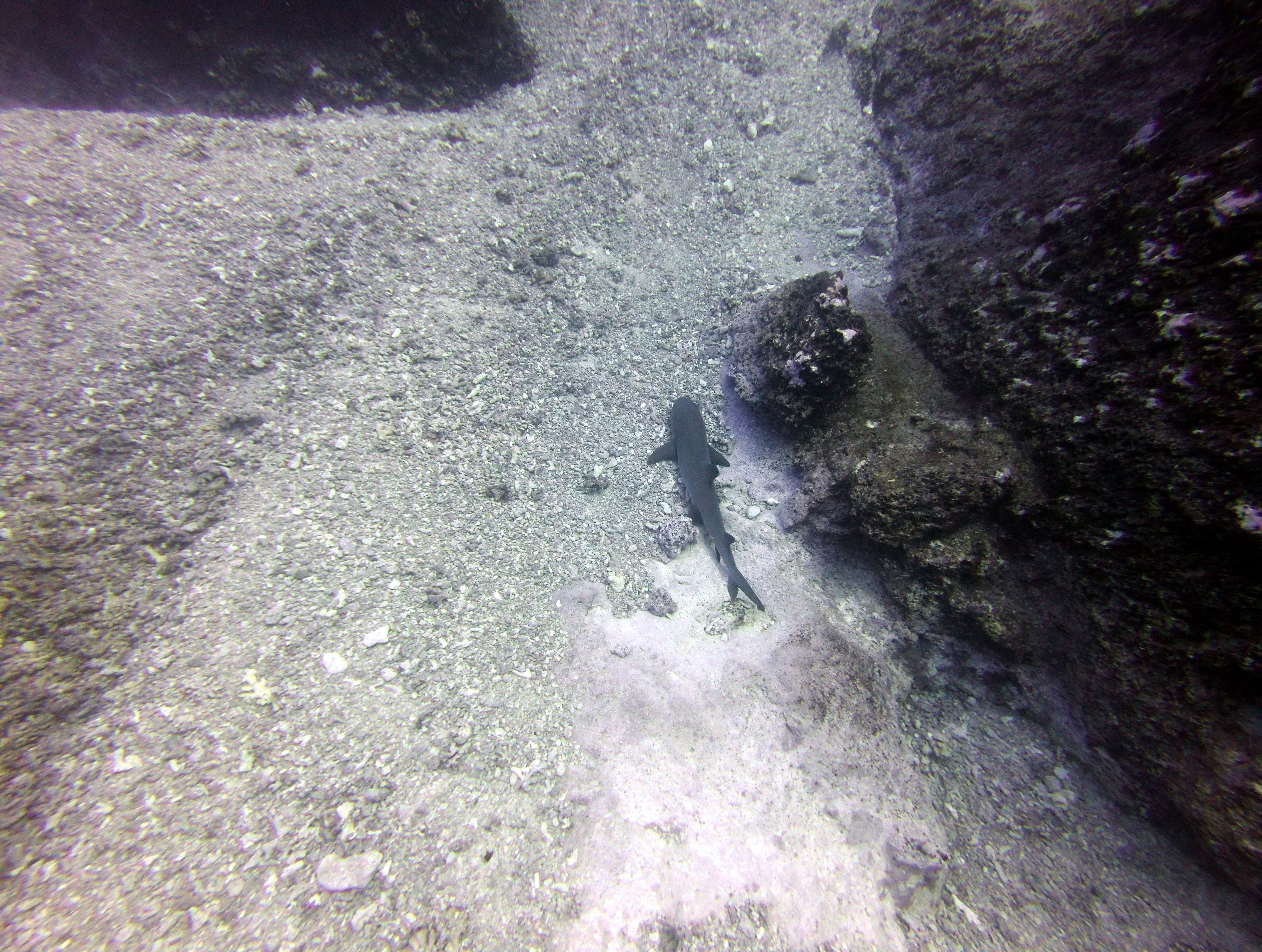 Shark