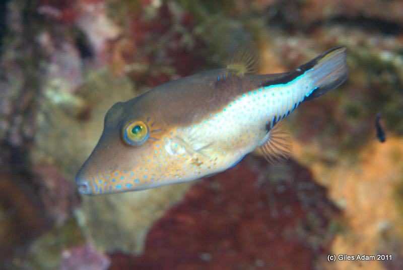 Sharpnosed Puffer