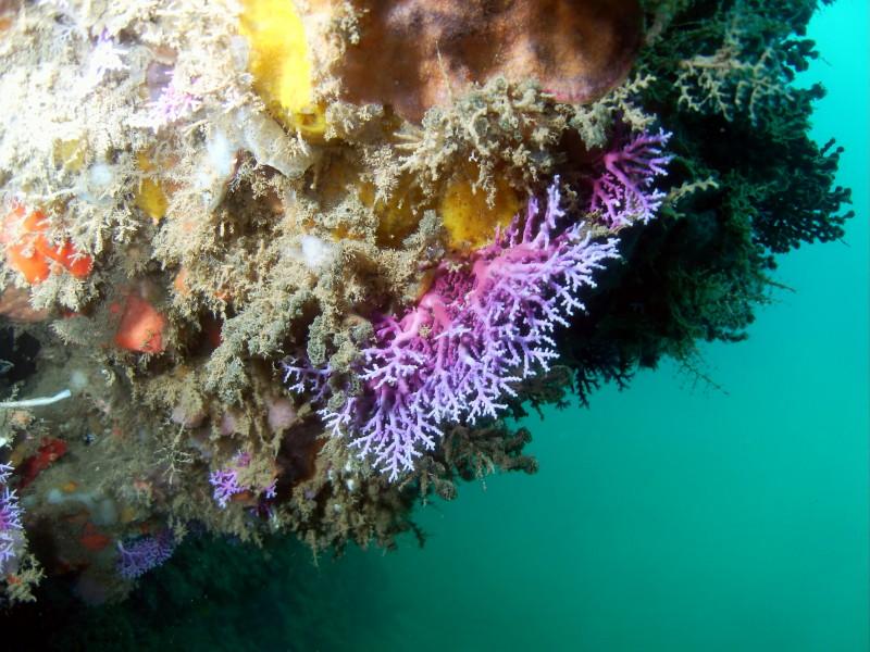 Shore Dive 5