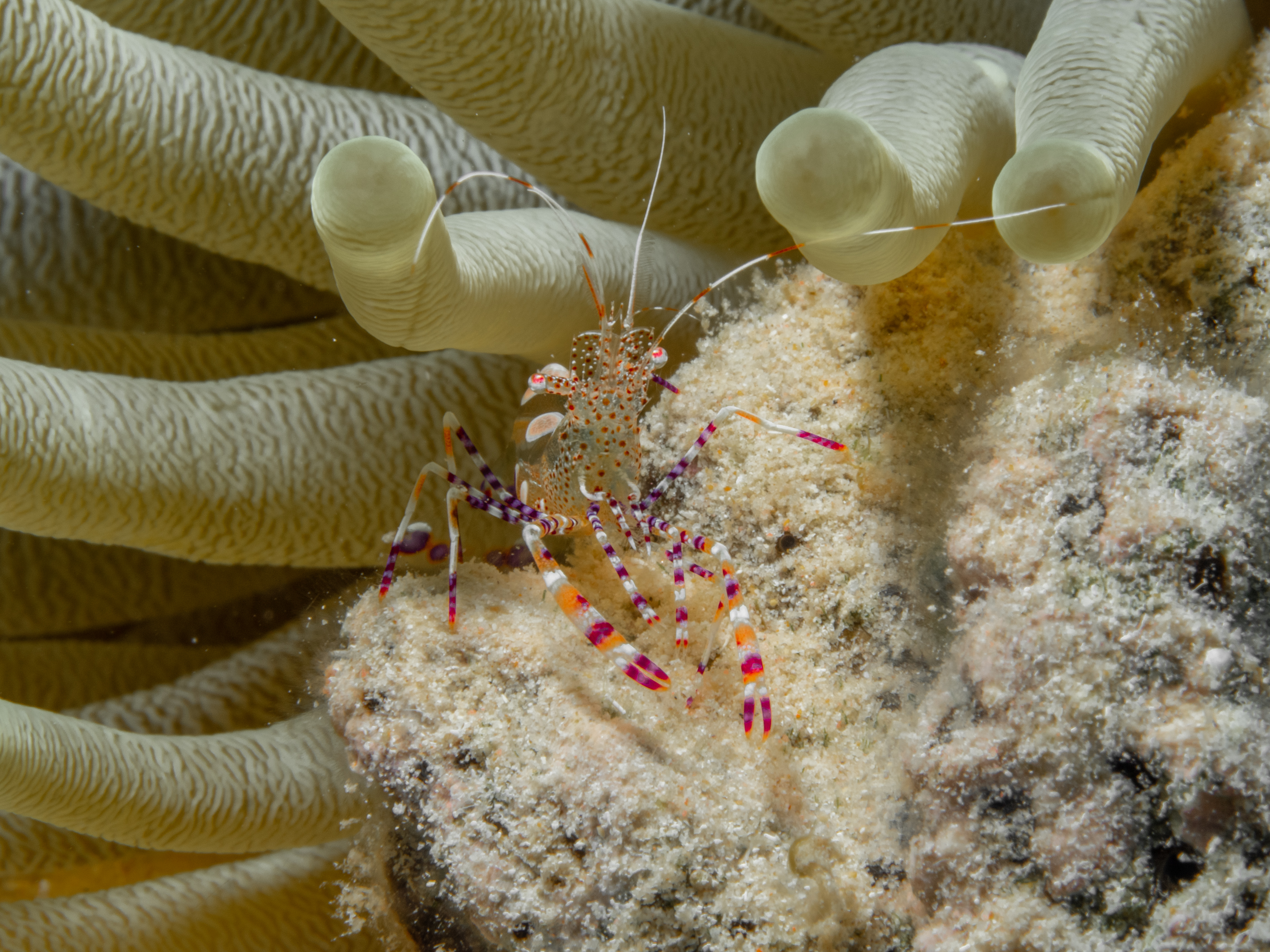 shrimp