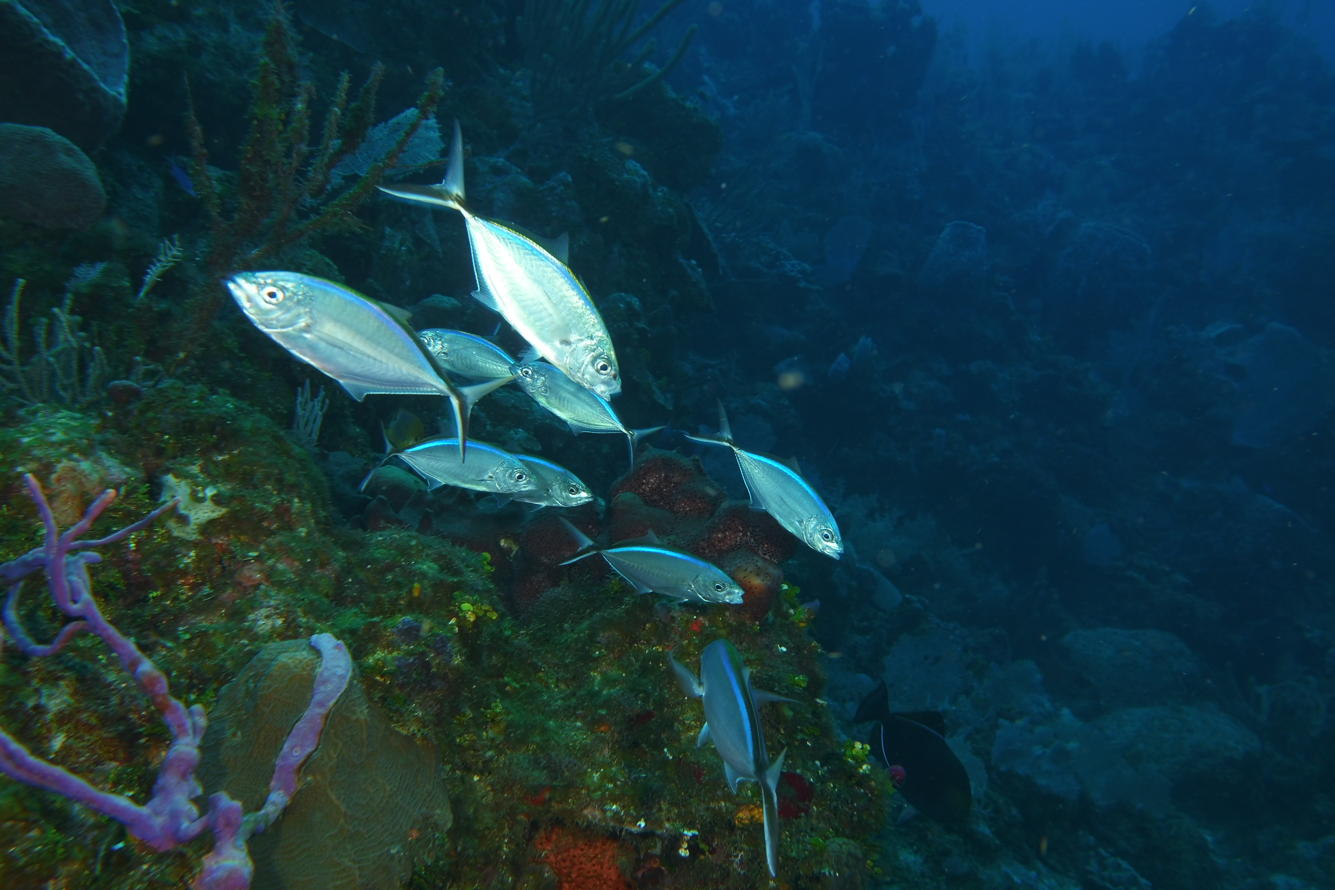 Silver fish