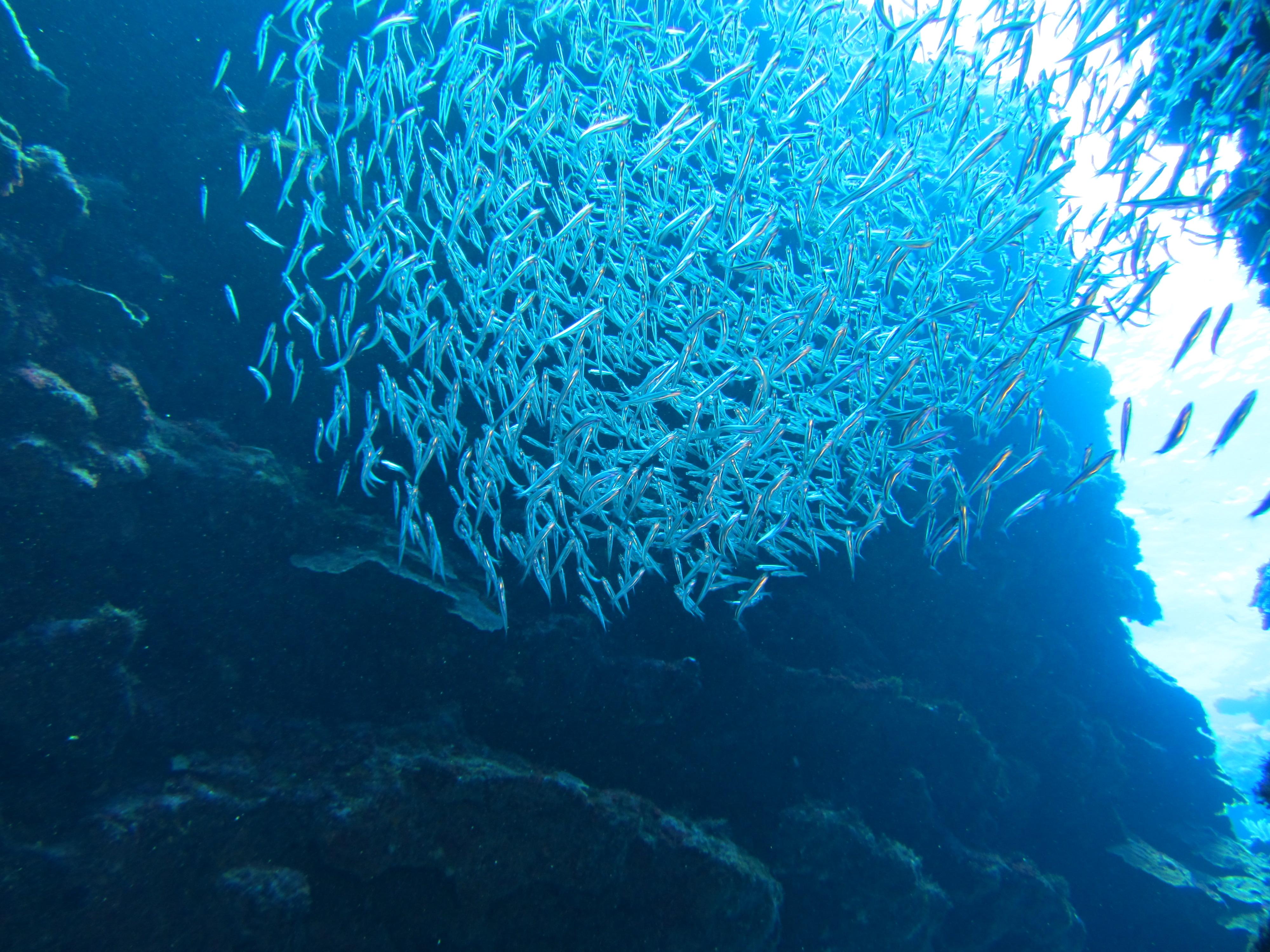 Silverside bait ball
